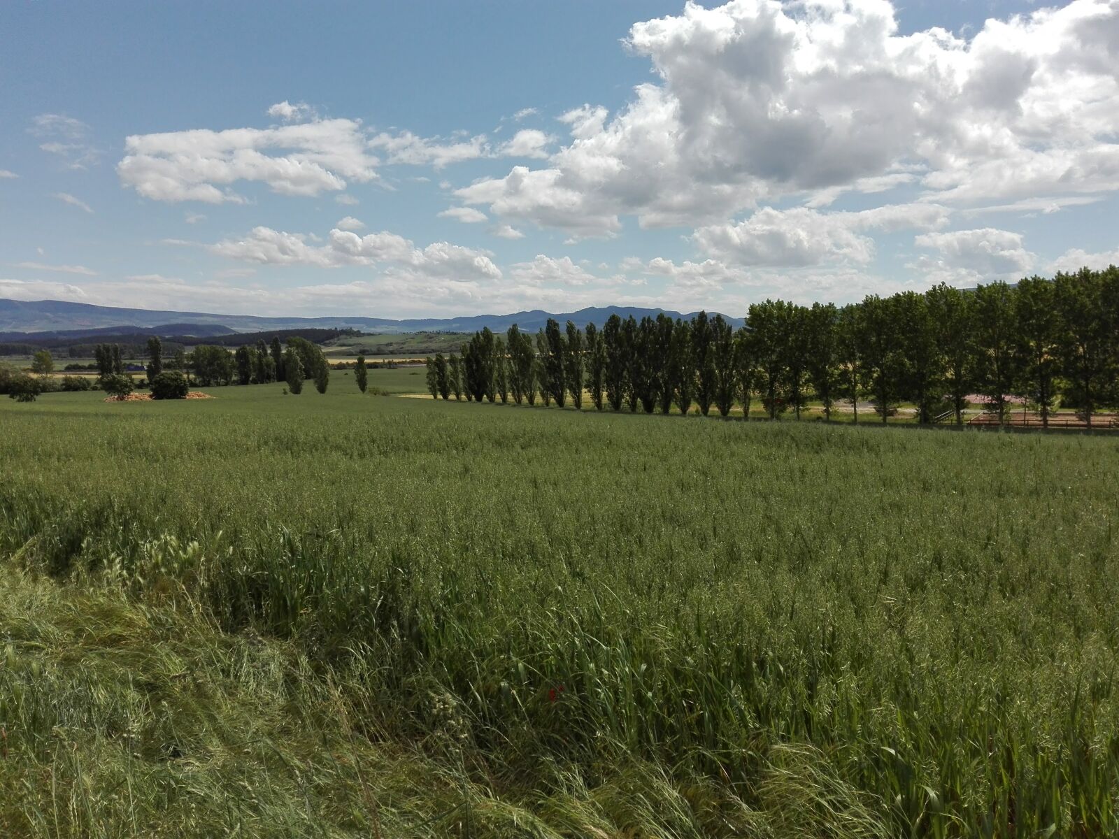 HUAWEI P8 Lite sample photo. Anezcar, trigo, nubes, campo photography