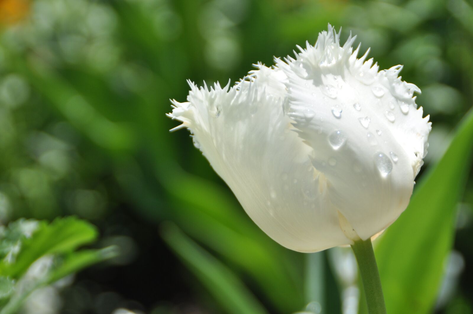 Nikon D5000 sample photo. Tulip, flower, spring photography