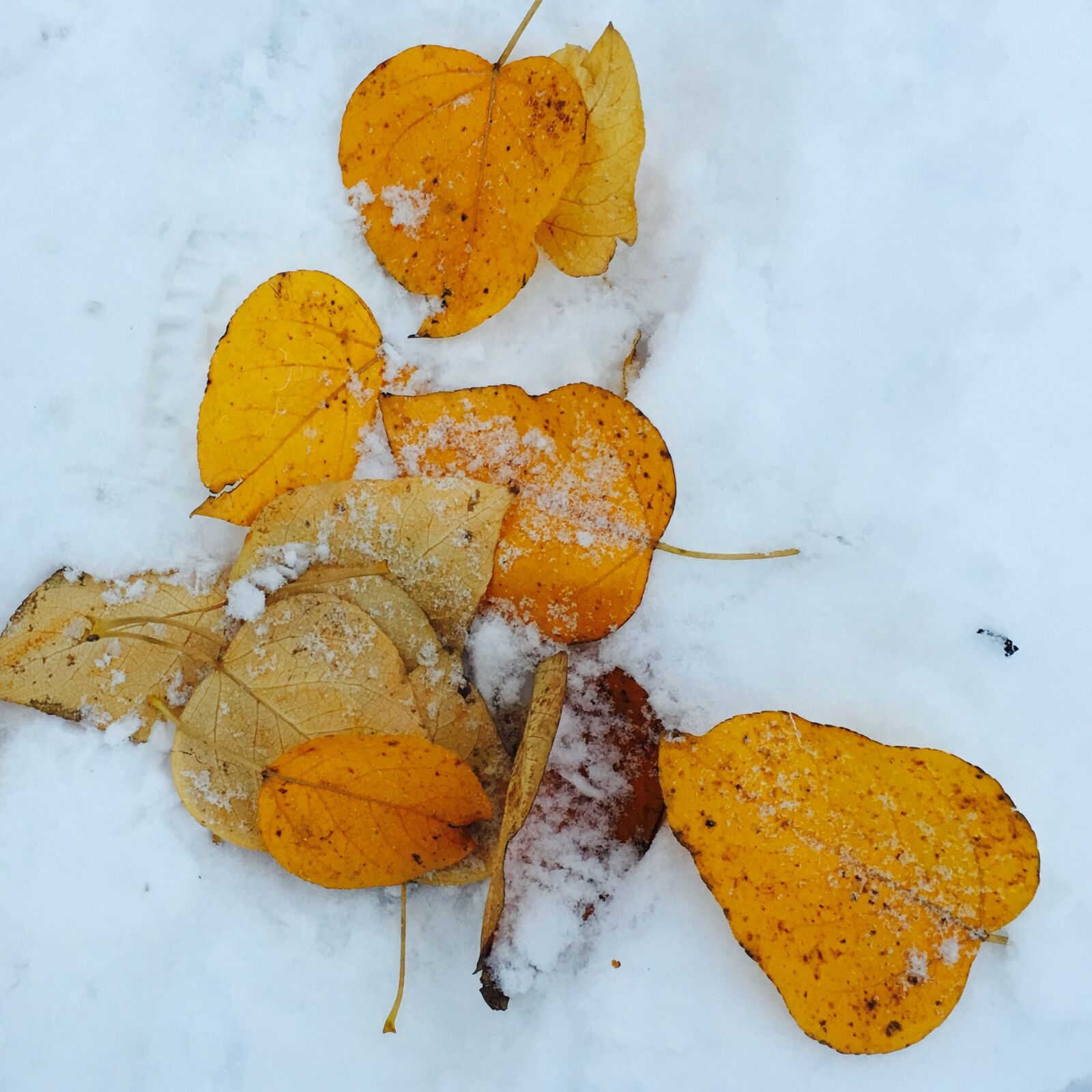 Apple iPhone 6s Plus sample photo. Leaves, autumn, winter photography