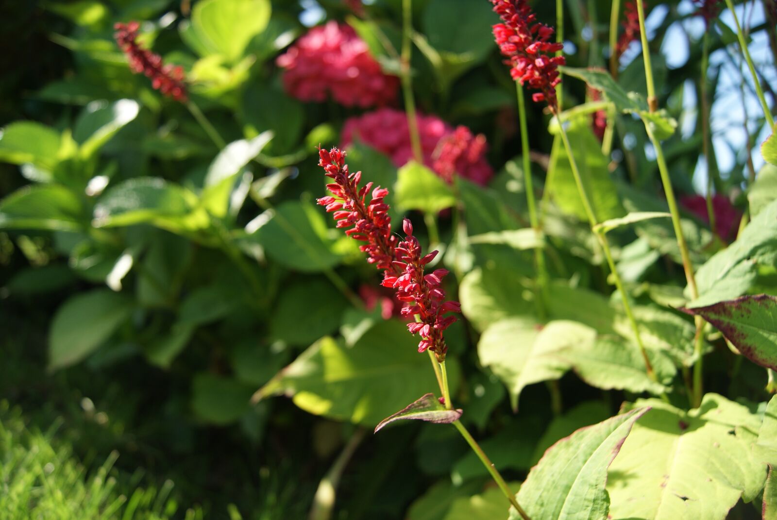 Sony Alpha DSLR-A230 sample photo. Knotweed, persicaria, plants photography