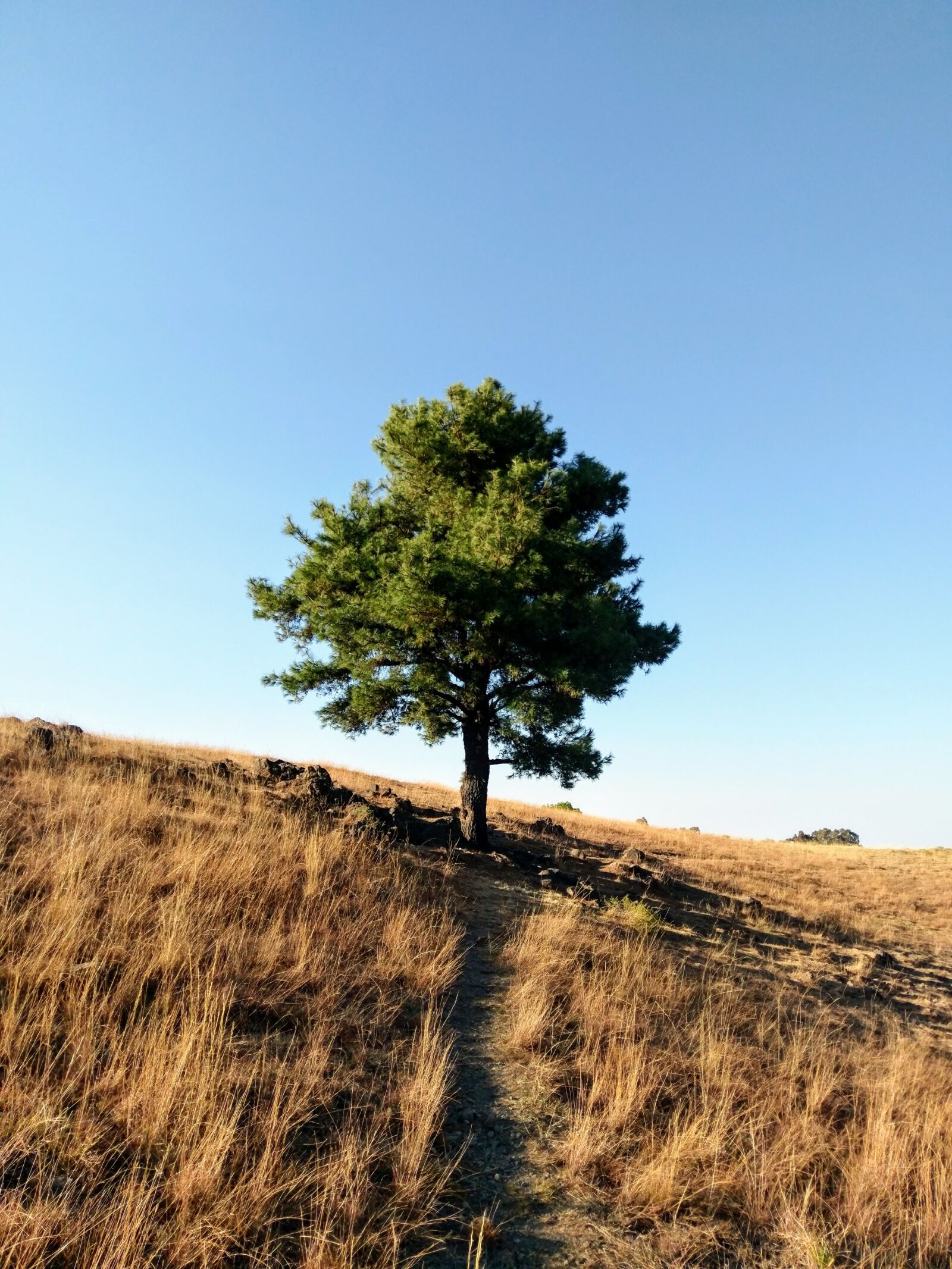 HTC 10 sample photo. Tree, landscape, coffee photography