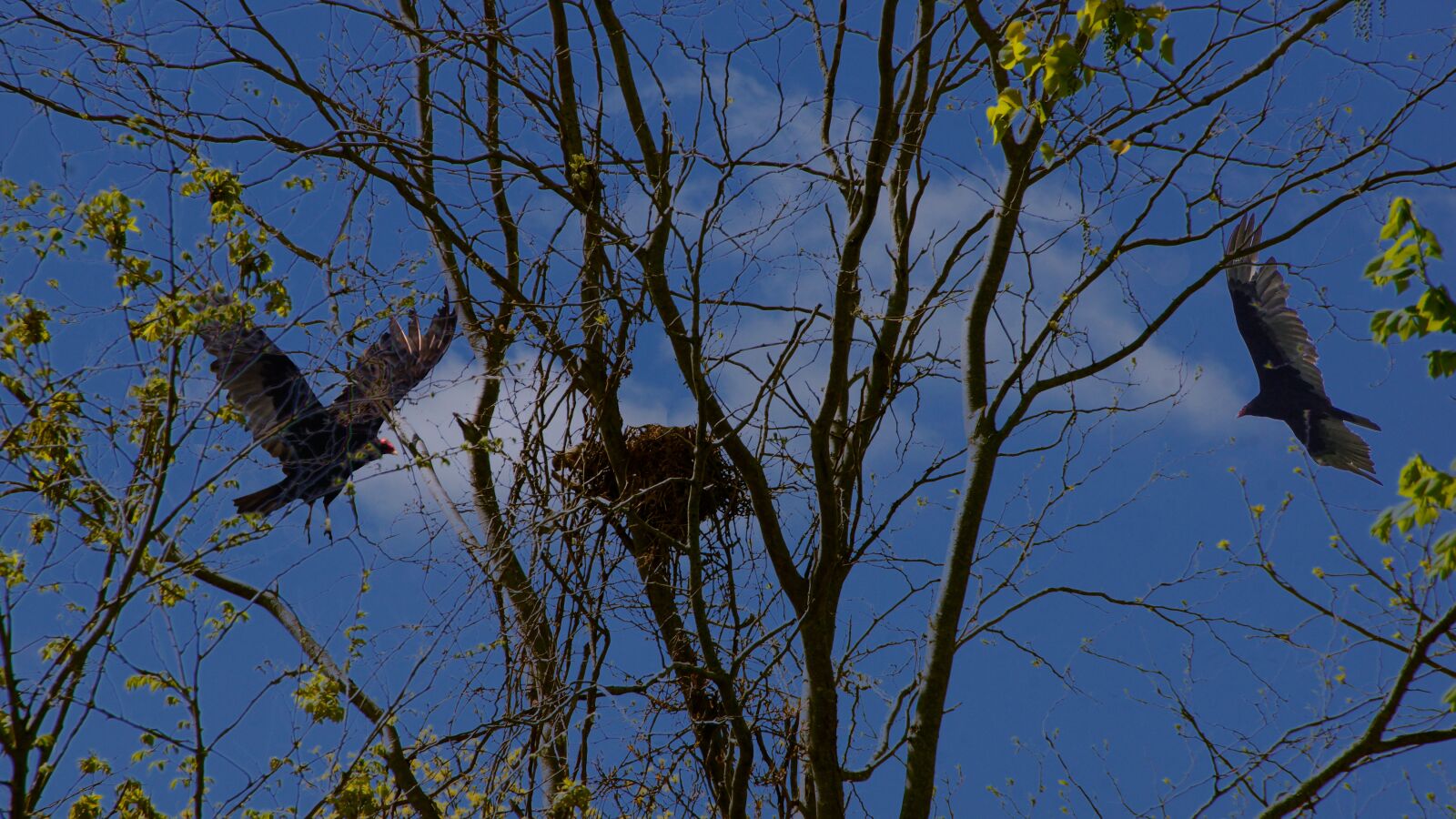 Sony SLT-A77 sample photo. Buzzard, nest, predator photography