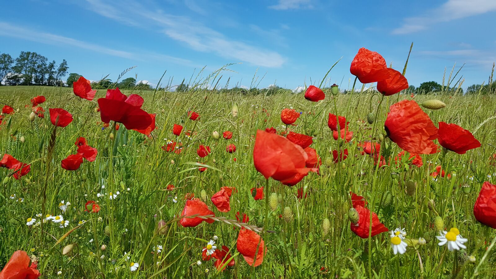 Samsung Galaxy S8+ sample photo. Poppy, field of poppies photography