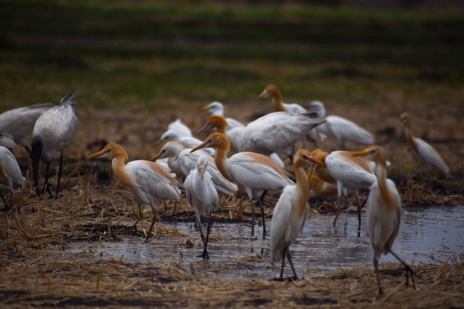Nikon D5300 sample photo. Birds, field, while photography
