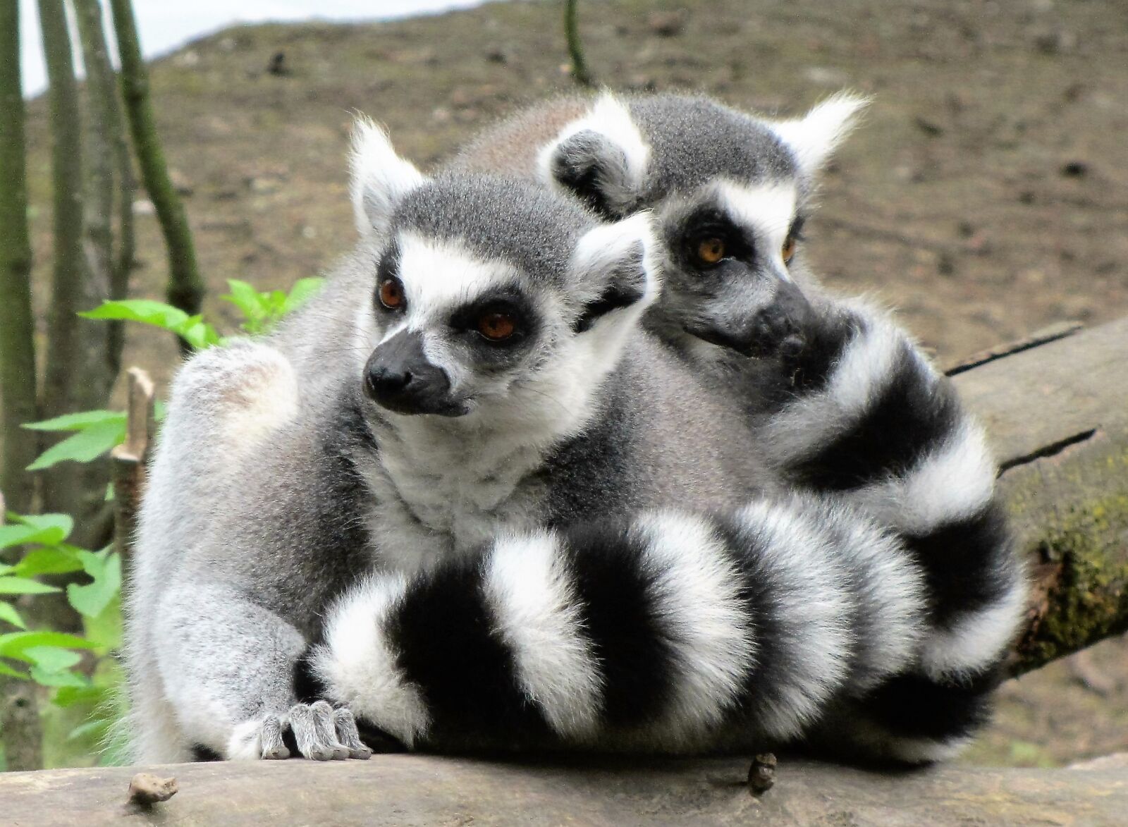 Canon PowerShot SX220 HS sample photo. Ring-tailed lemur, monkey, monkeys photography