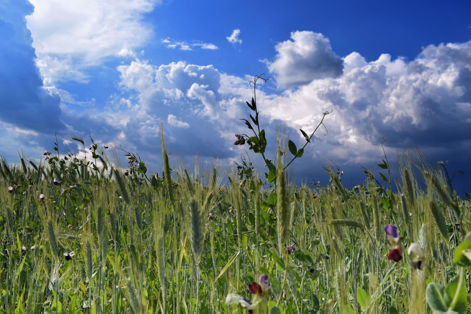 Nikon D3300 sample photo. Storm cloud, silence, nature photography