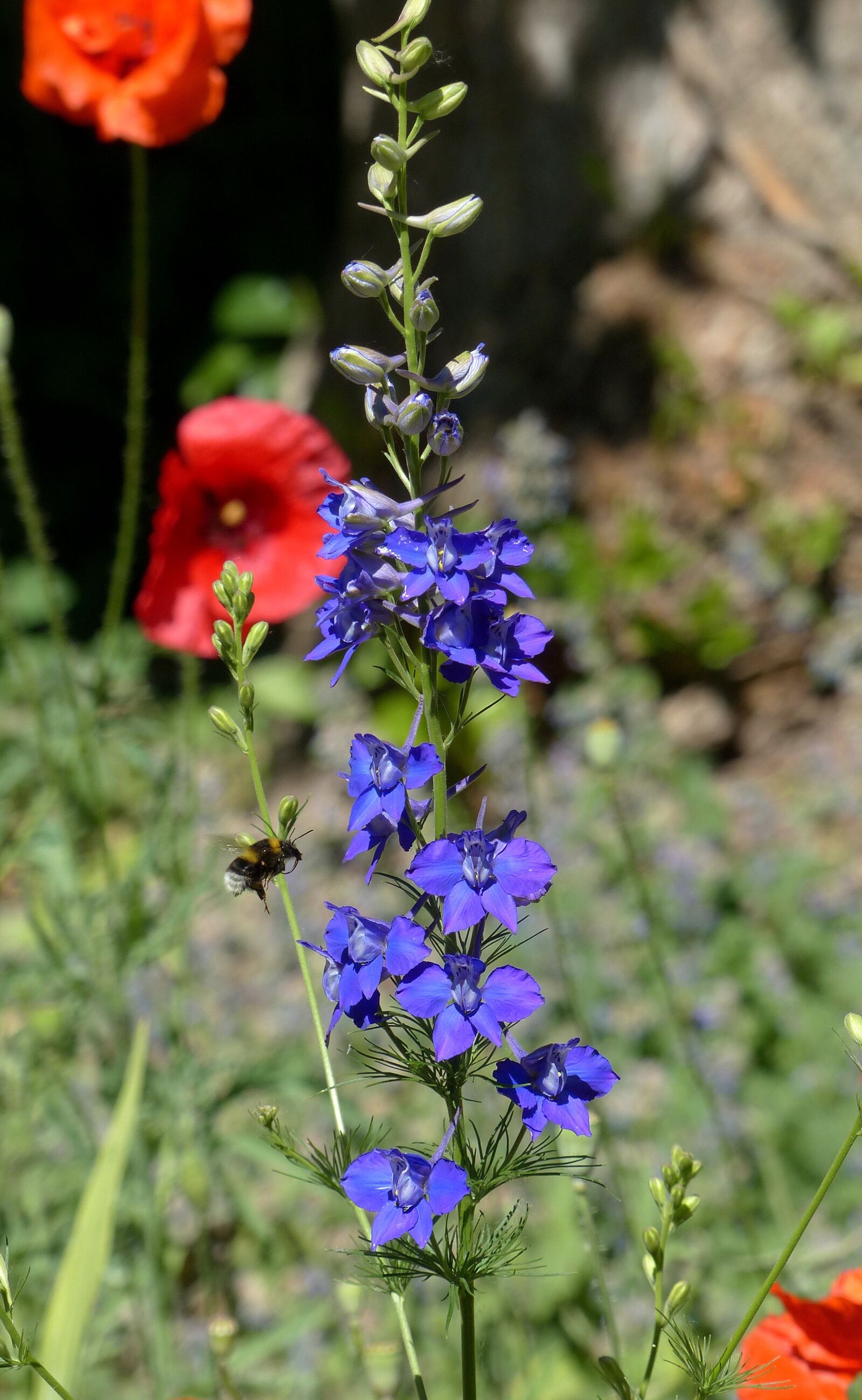 Panasonic Lumix DMC-FZ200 sample photo. Flower, blue, bumblebee photography