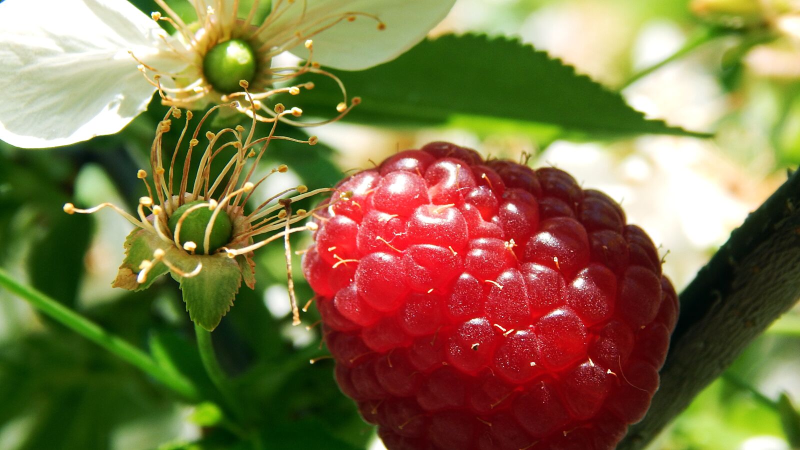 Nikon Coolpix L830 sample photo. Nature, fruit, leaf plants photography
