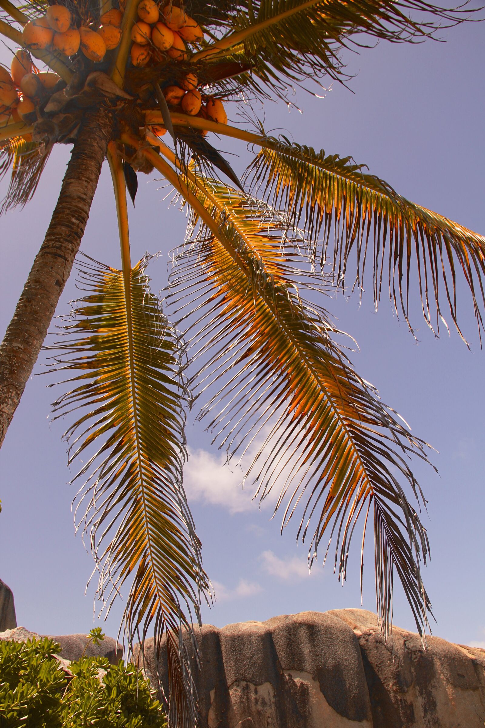 Canon EF-S 18-135mm F3.5-5.6 IS sample photo. Palm, summer, vacations photography