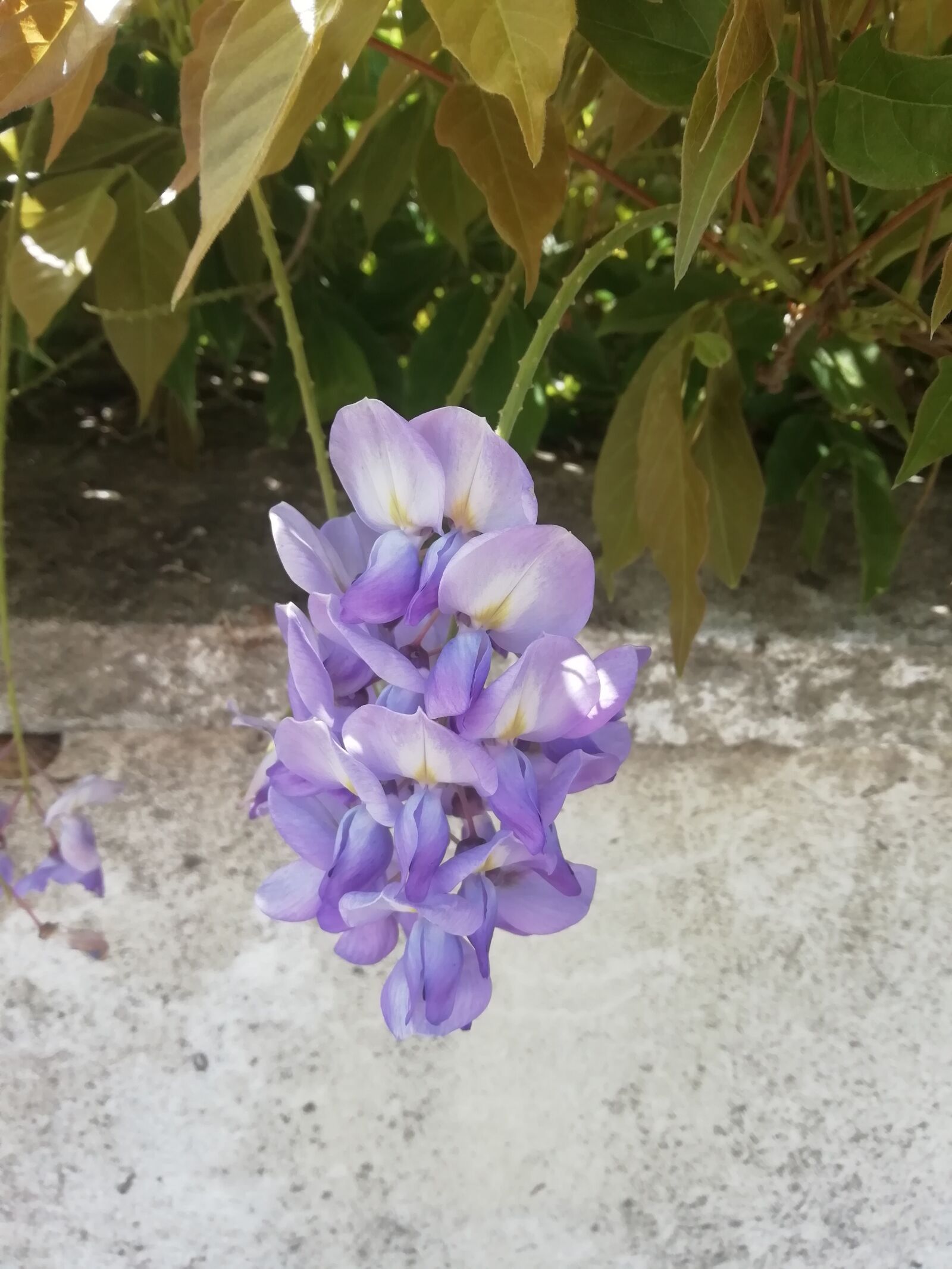 HUAWEI FIG-LX1 sample photo. Violet, flower, bloom photography