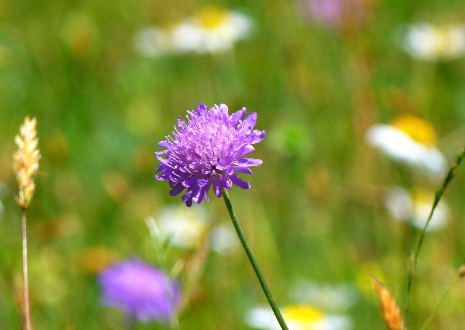 Panasonic Lumix DMC-FZ100 sample photo. Meadow, mood, nature photography
