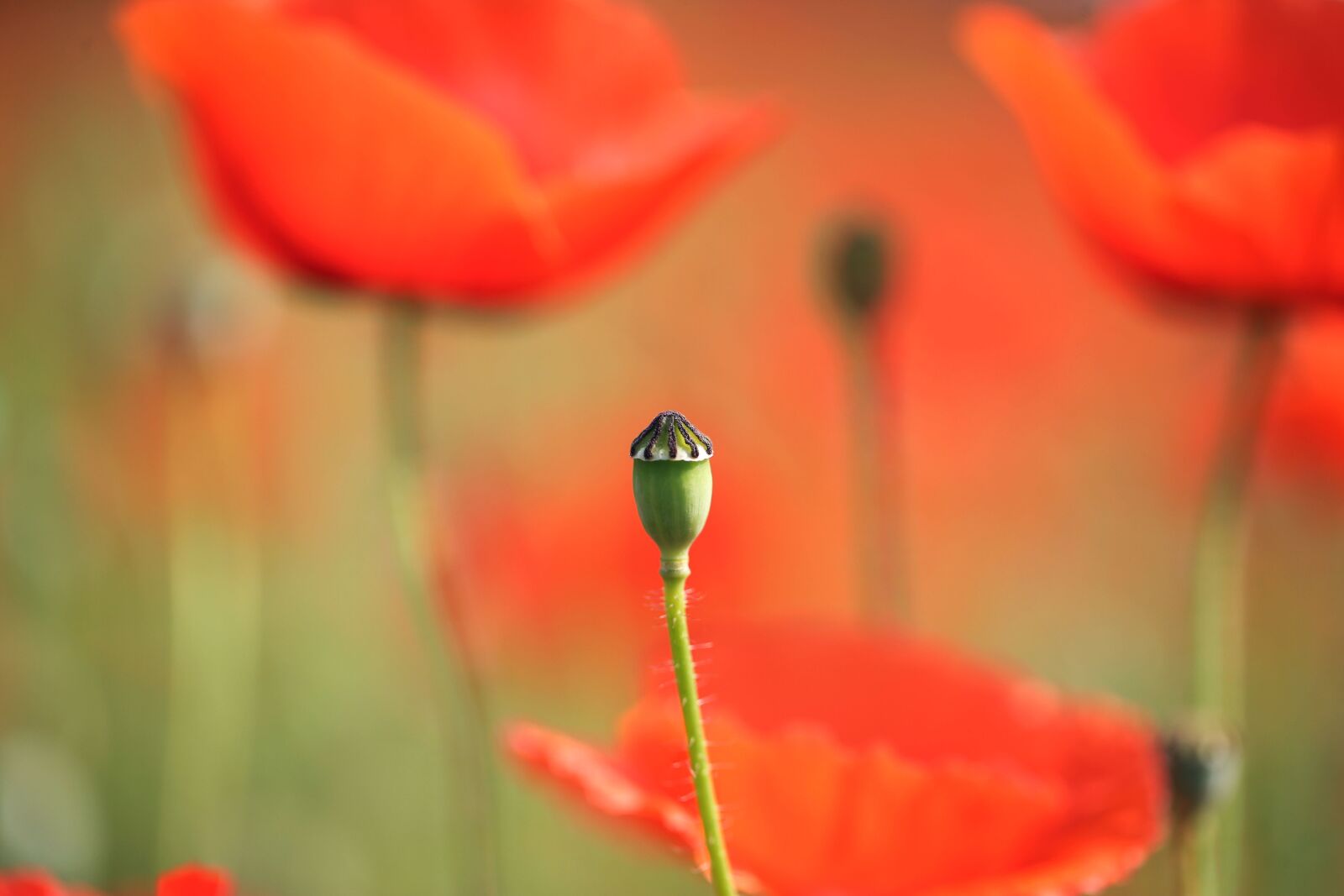 Canon EOS-1D X + Canon EF 100mm F2.8L Macro IS USM sample photo. In the poppy flowers photography