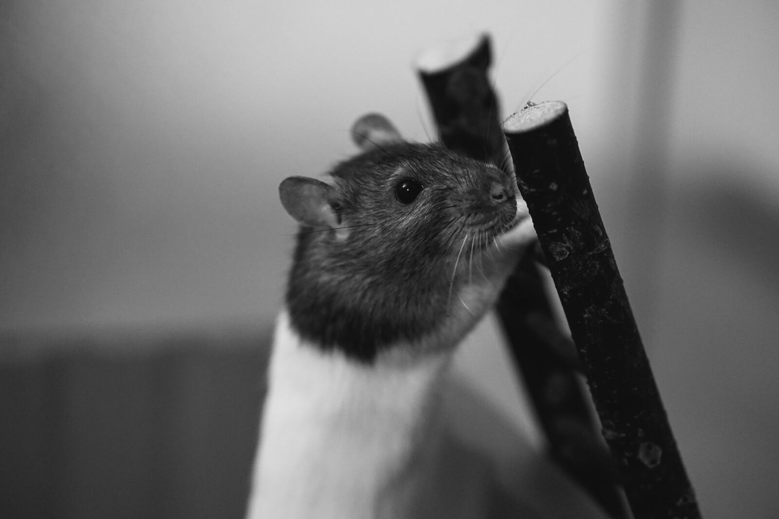 E 50mm F1.8 OSS sample photo. Rat, color rats, sweet photography