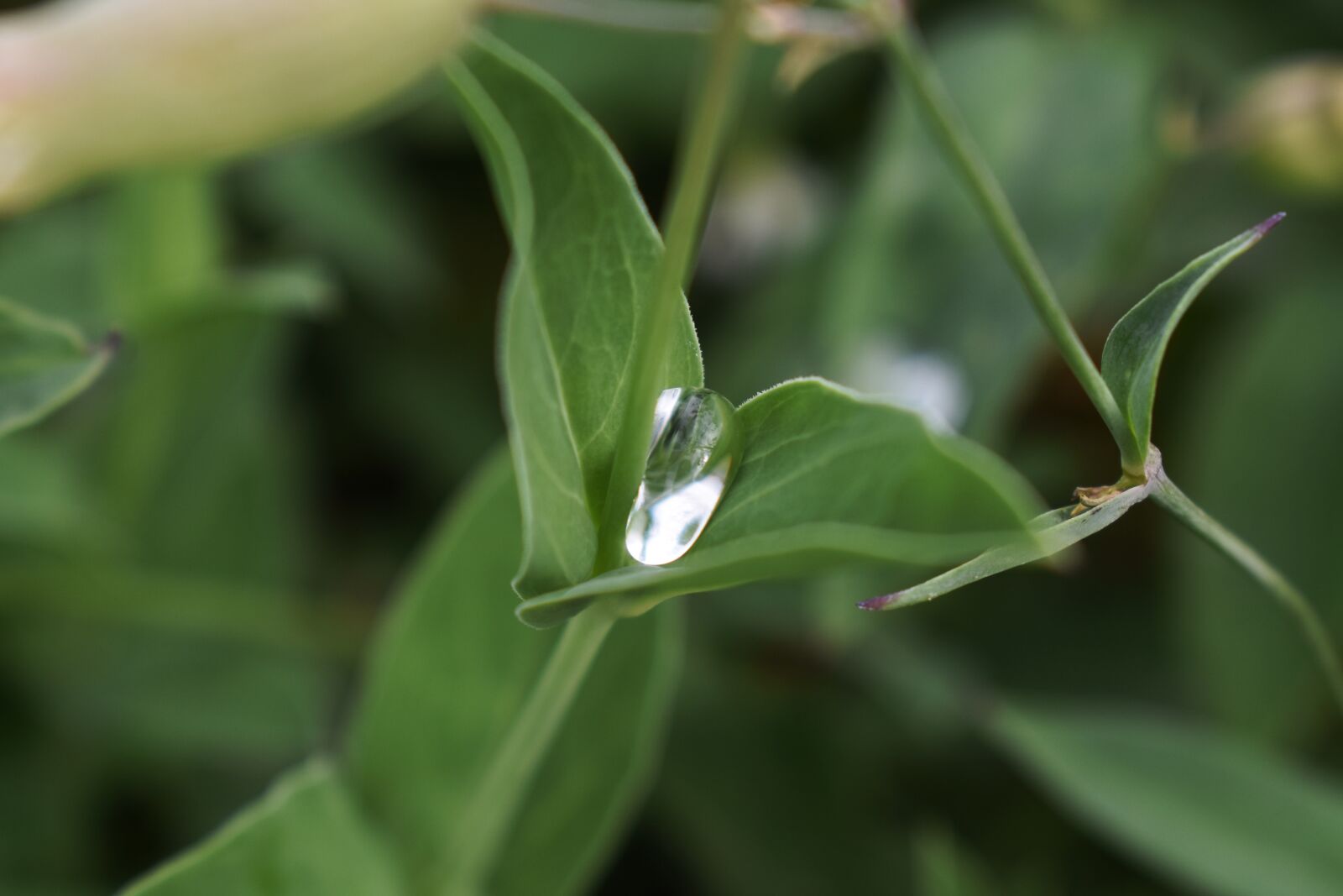Nikon D3400 sample photo. Water drop, morning dew photography