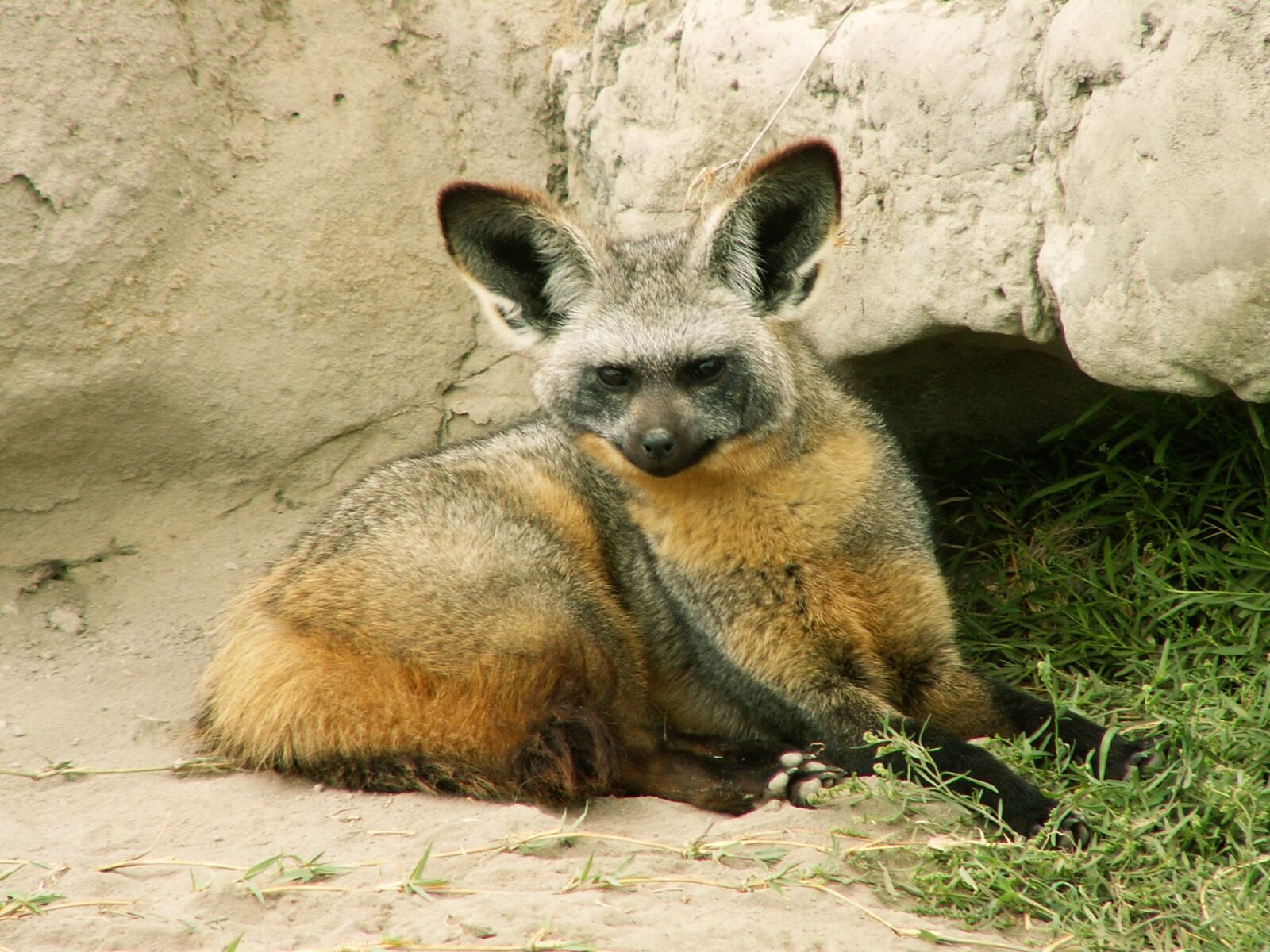 KONICA MINOLTA DiMAGE Z3 sample photo. Fuchs, tanzania, africa photography