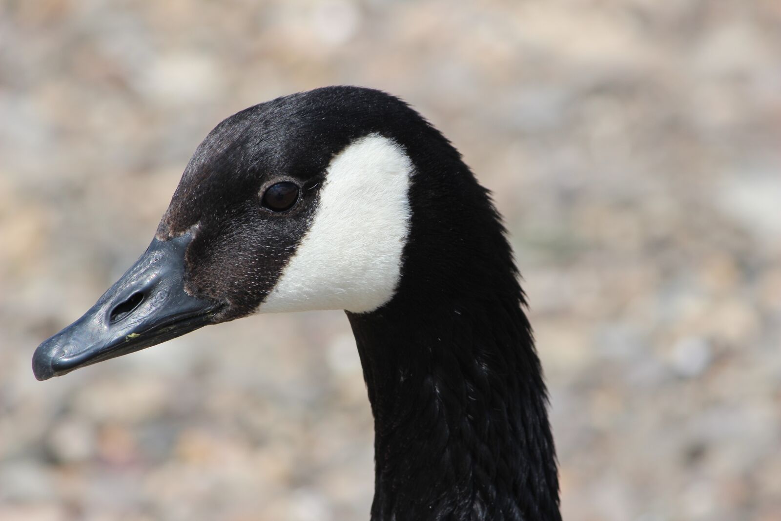 Canon EOS 600D (Rebel EOS T3i / EOS Kiss X5) sample photo. Bird, animal world, nature photography