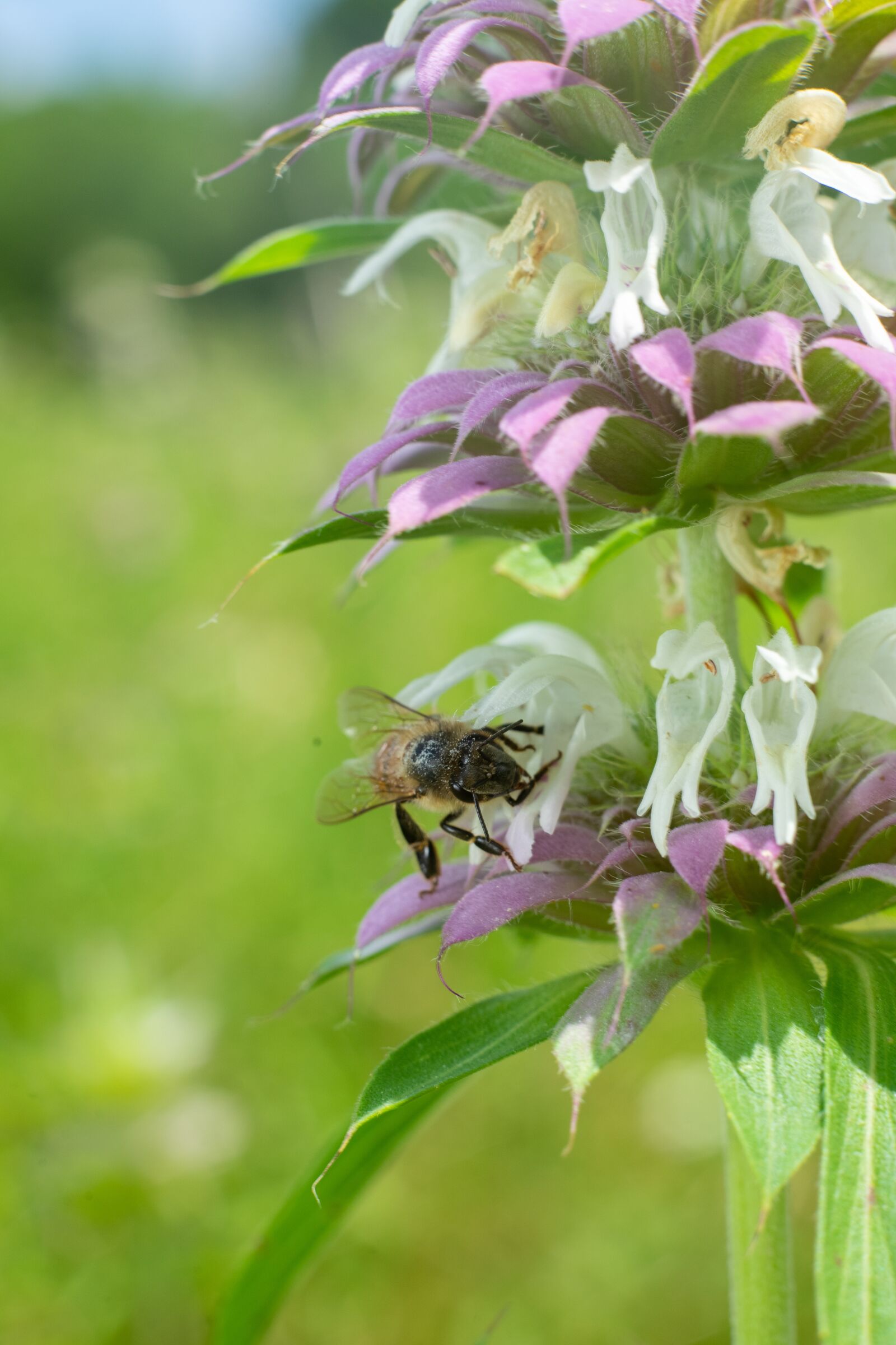 Sony a7 II + Sony FE 50mm F1.8 sample photo. Green, flower, nature photography
