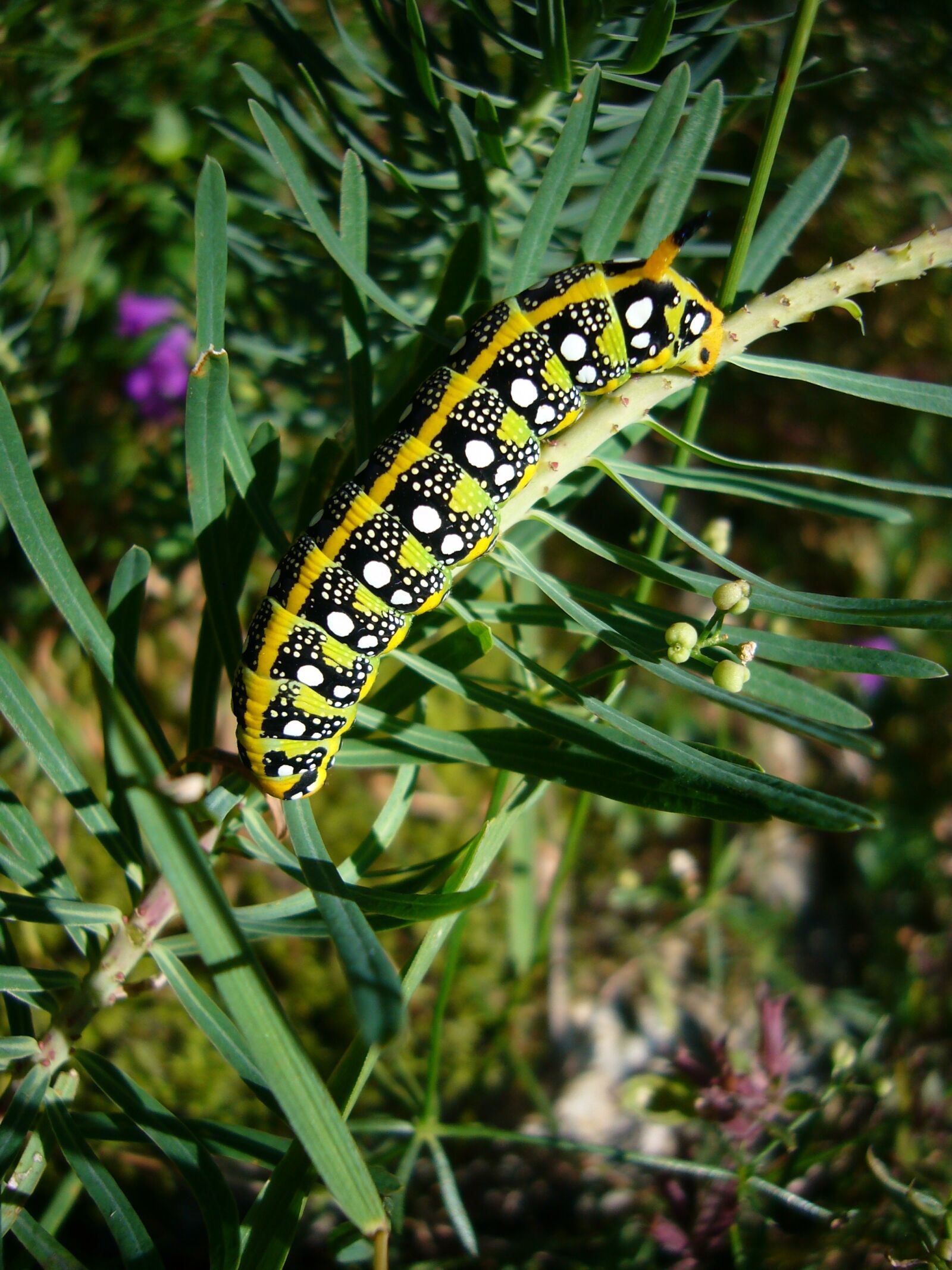 Panasonic DMC-FX01 sample photo. Caterpillar, butterfly, spurge hawkmoth photography