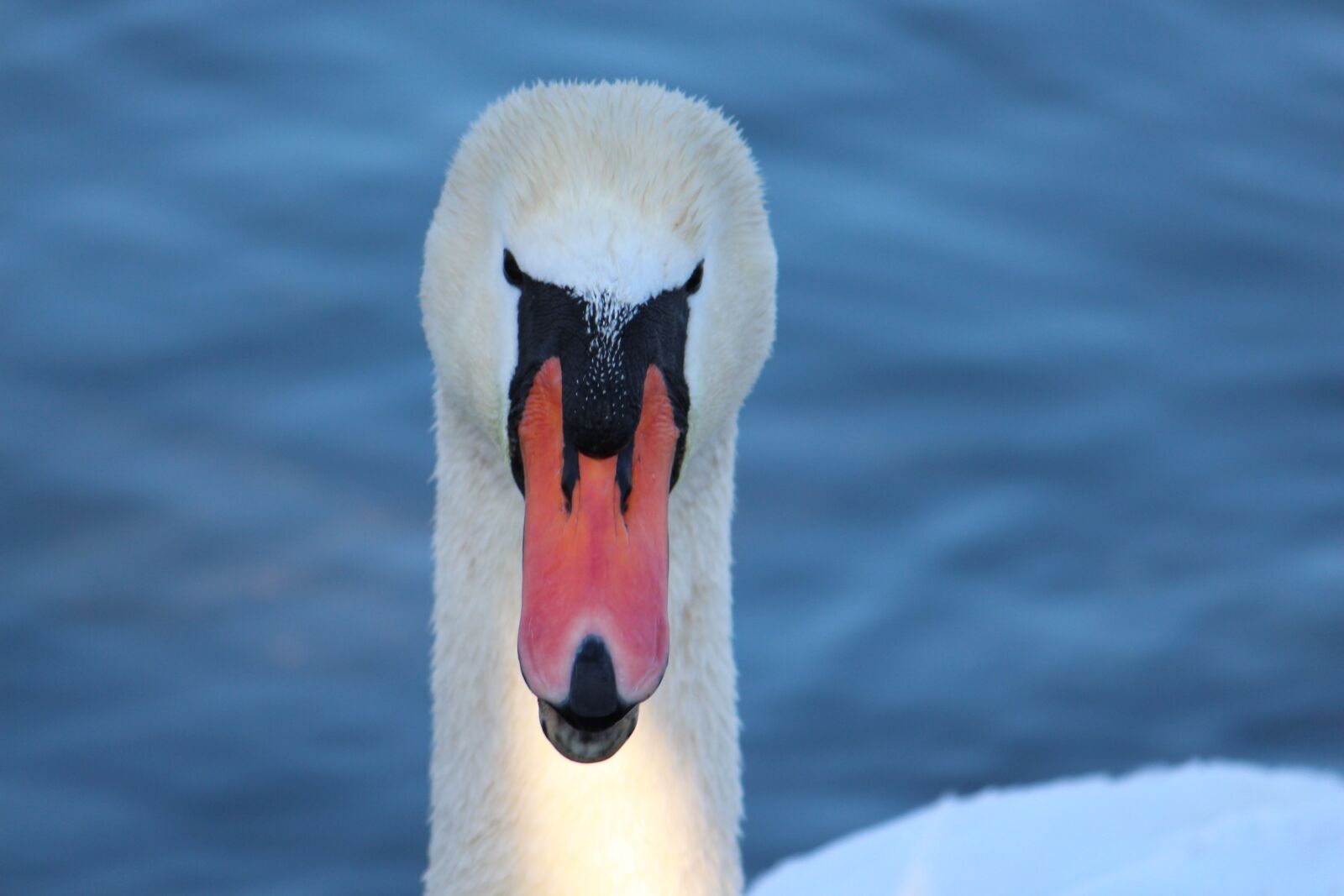 Canon EOS 650D (EOS Rebel T4i / EOS Kiss X6i) sample photo. Swan, lake, water photography