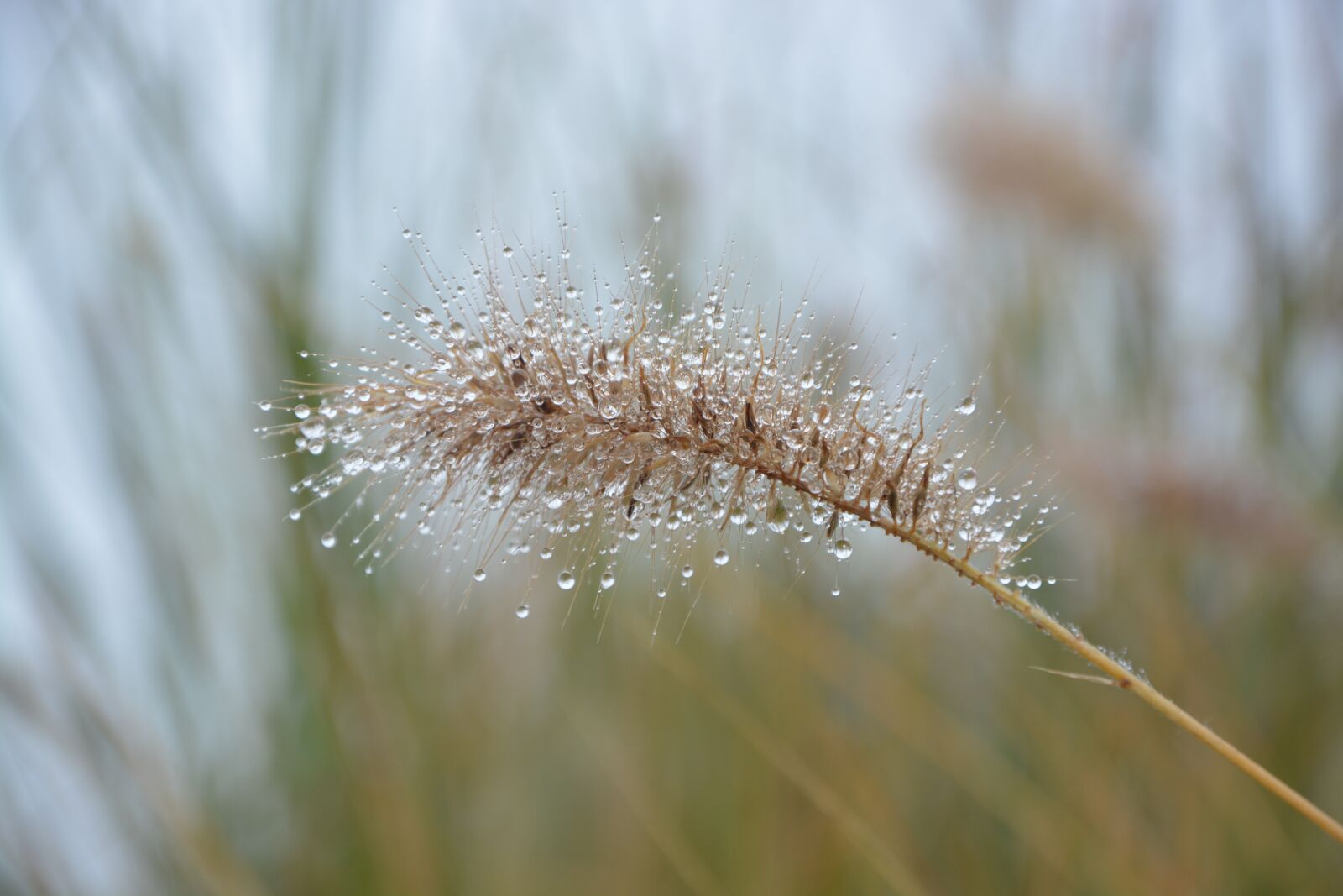 Nikon D5200 sample photo. Plant, grass, garden photography