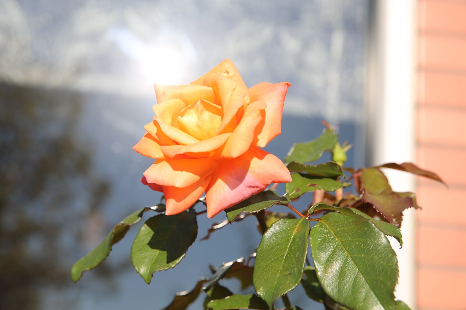 Canon EF 24-70mm F2.8L II USM sample photo. Rose, shine, flower photography