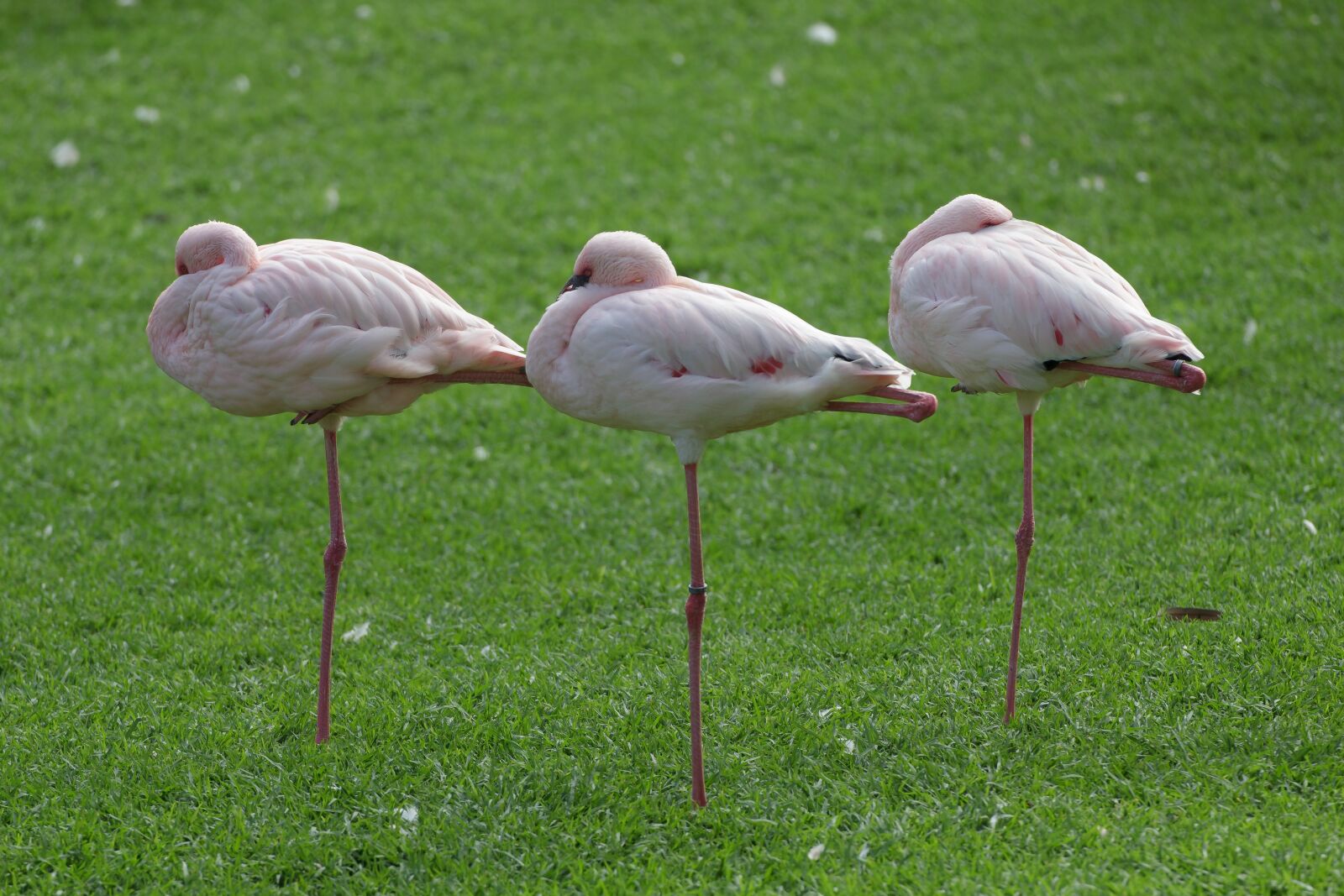 Canon EOS 550D (EOS Rebel T2i / EOS Kiss X4) sample photo. Flamingos, bird, eastern photography