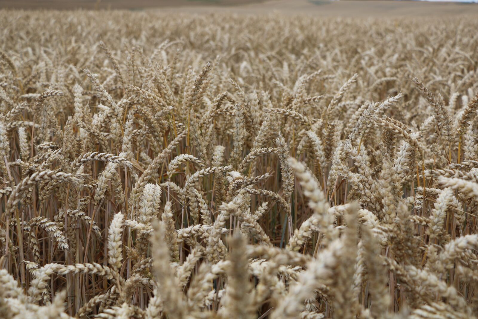 Canon EOS 70D sample photo. Wheat, cereals, harvest photography