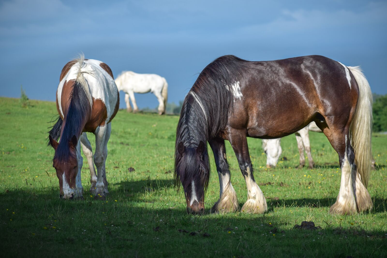Nikon D3300 sample photo. Animal, beautiful, brown horse photography