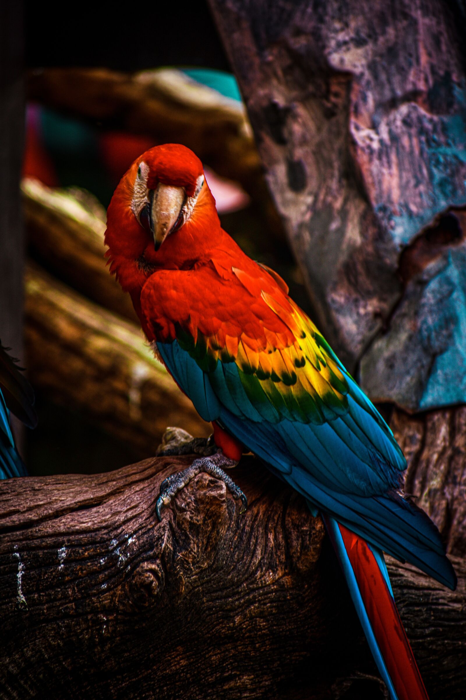 Nikon D3400 sample photo. Bird, red, parrot photography