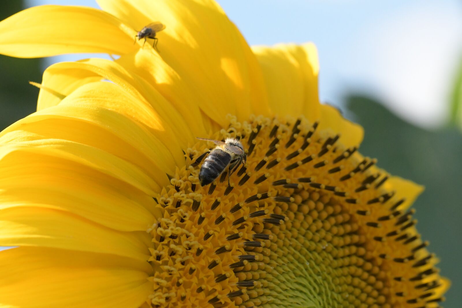 Nikon D500 sample photo. Sunflower, flower, blossom photography