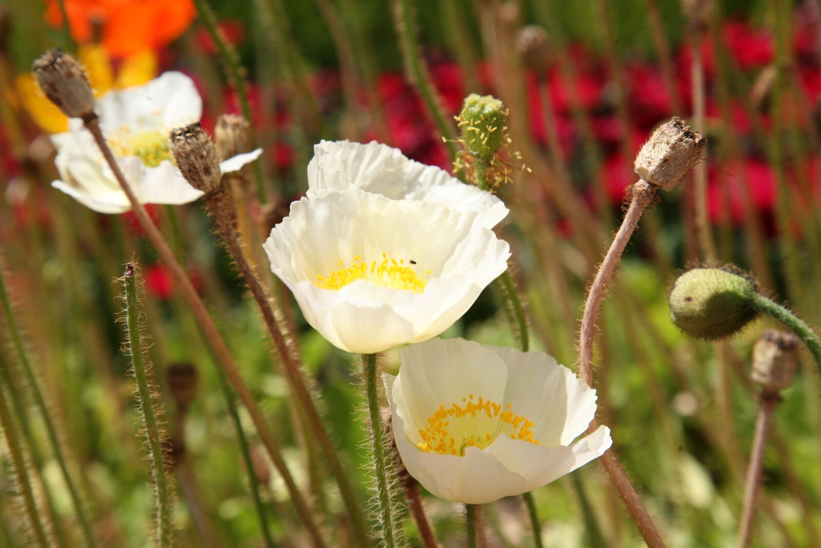 Canon EOS 5D sample photo. Poppy, flowers, spring photography