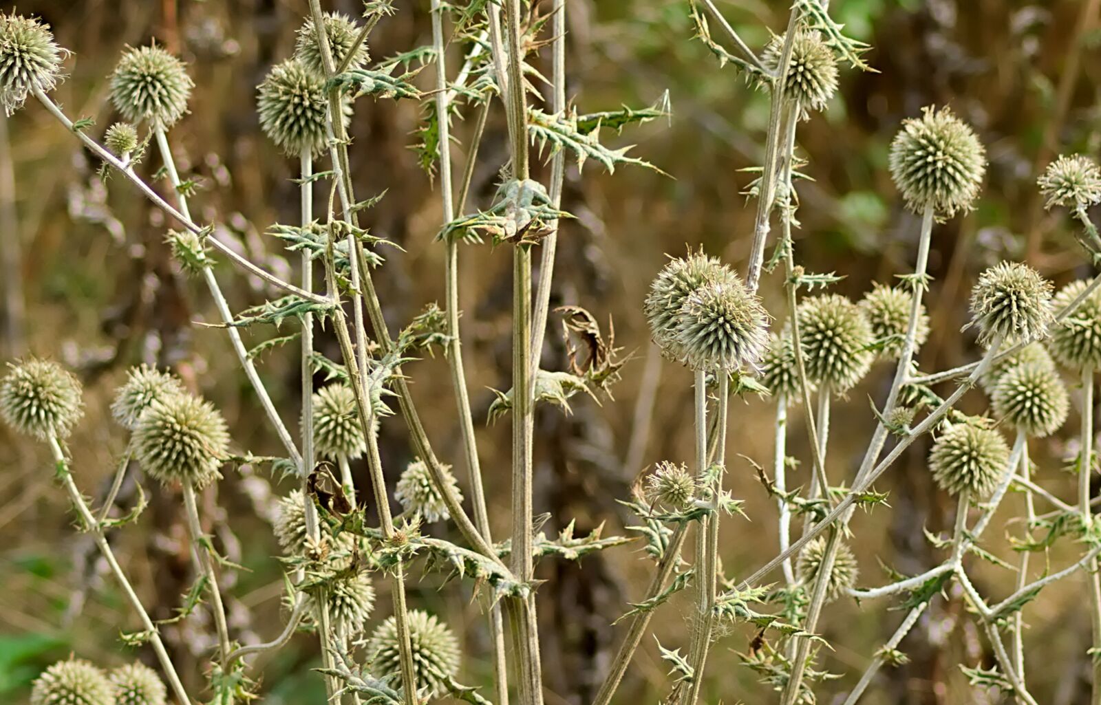 Nikon D3300 sample photo. Thistle, faded, seeds photography