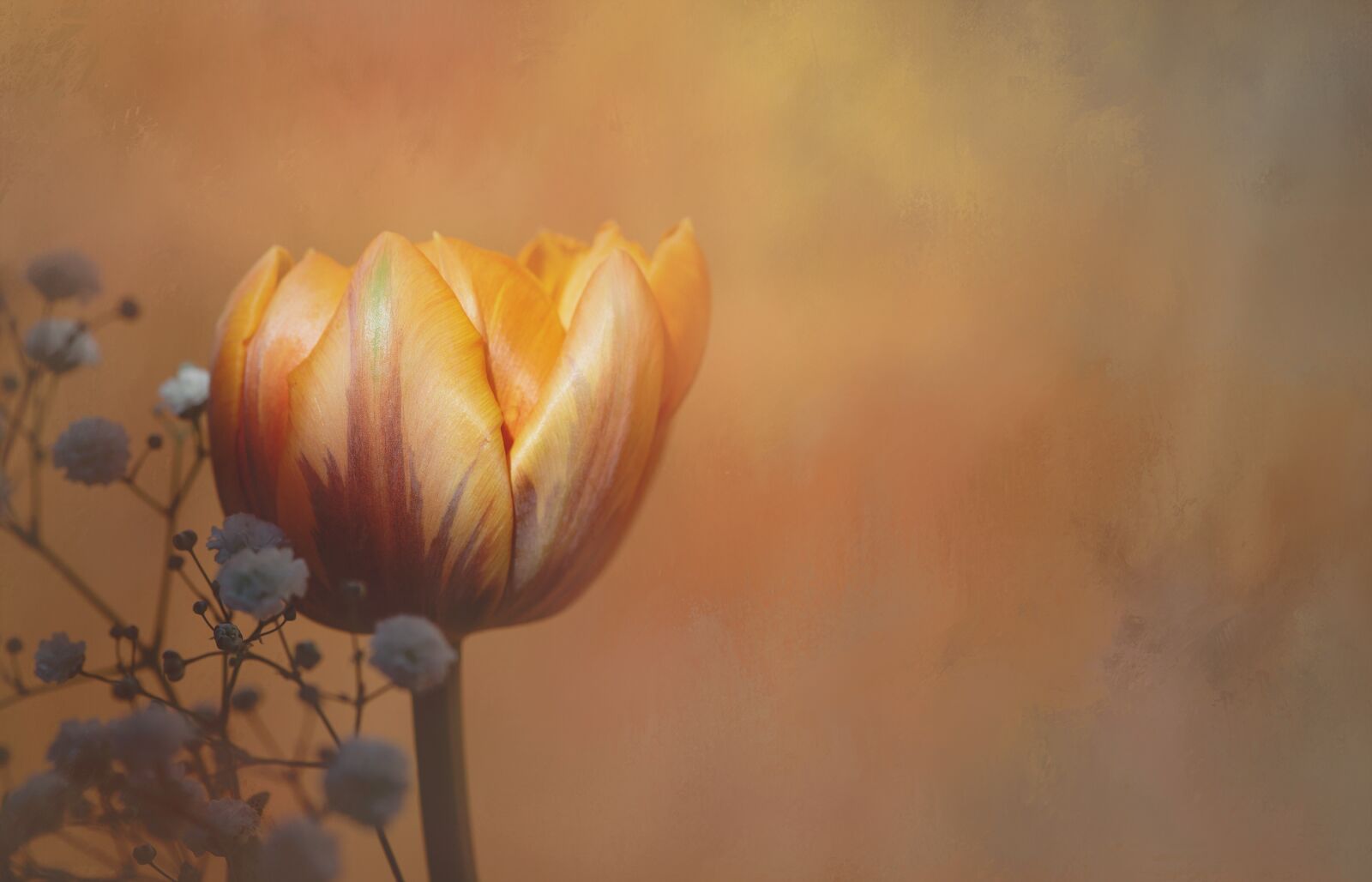 Nikon D750 sample photo. Flower, tulip, orange photography