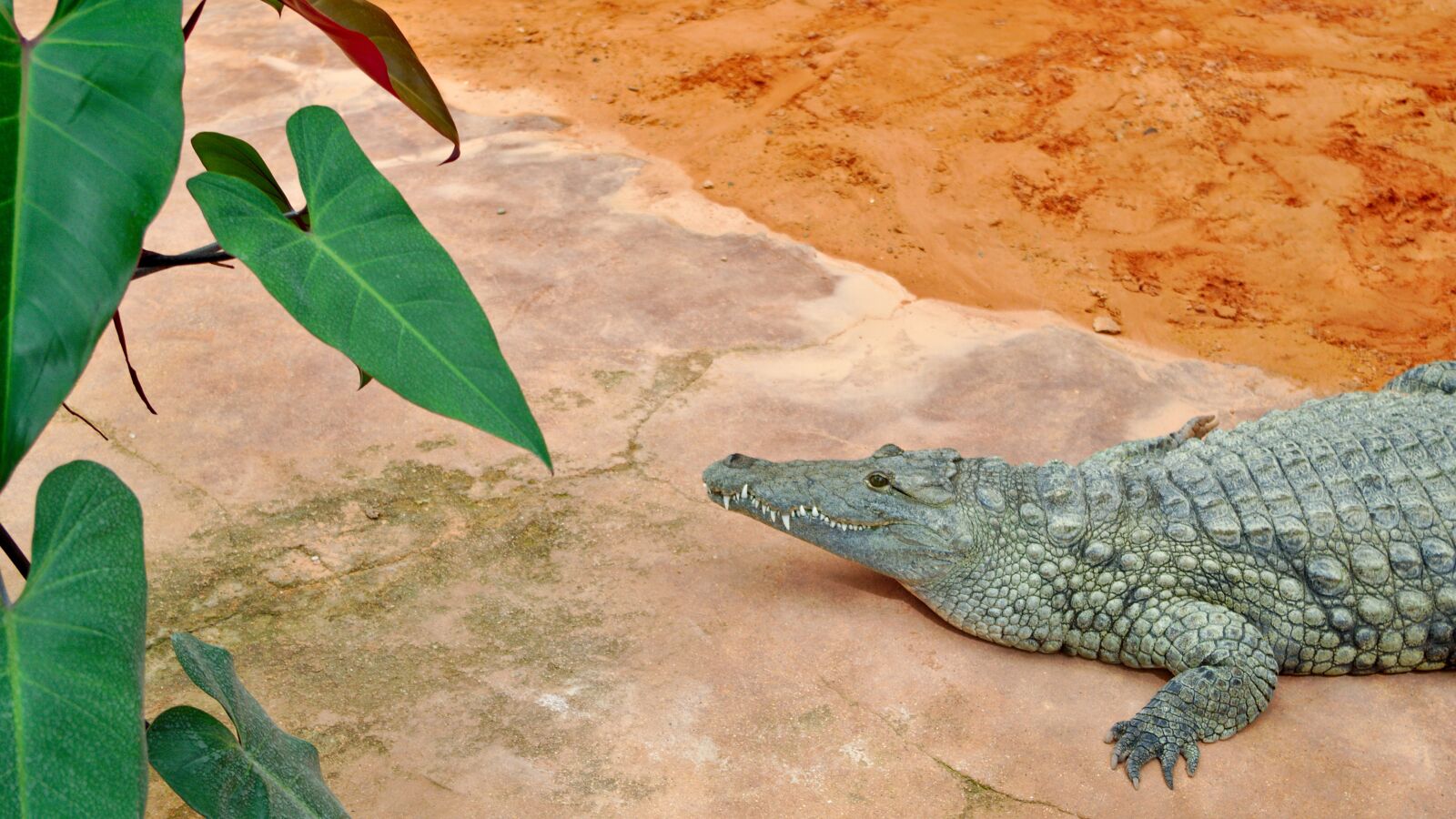 Pentax K-50 sample photo. Crocodile, ardèche, farm photography