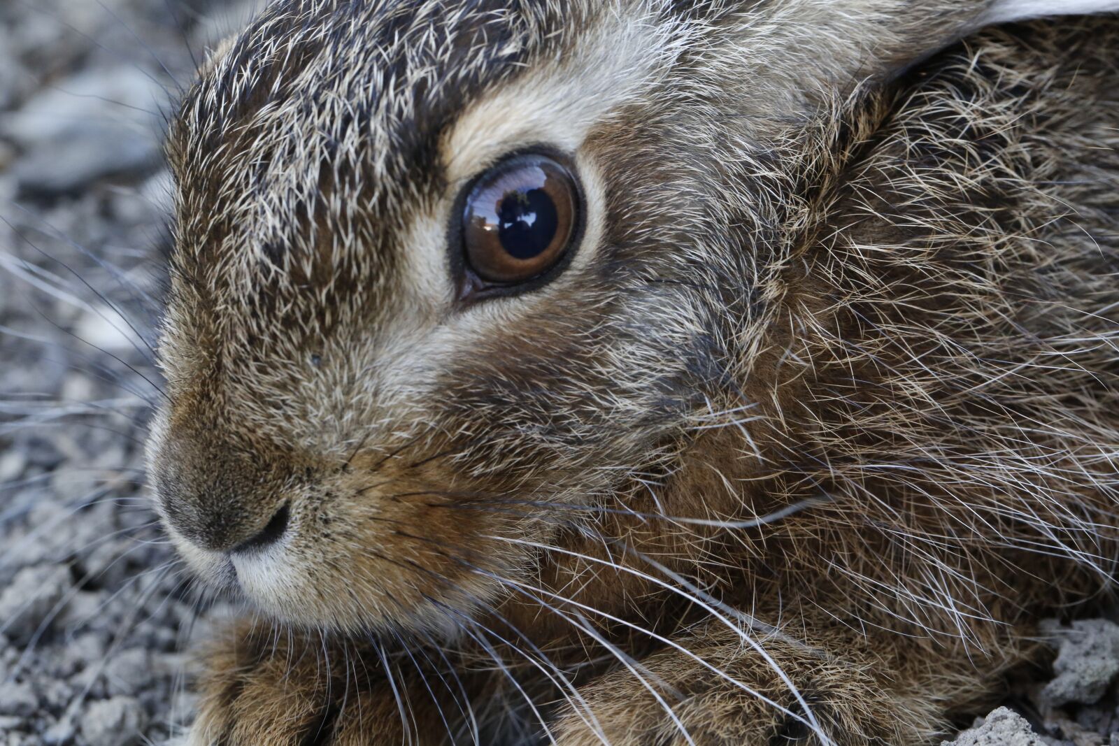 Canon EF 100mm F2.8L Macro IS USM sample photo. Hare, meister lampe, nature photography