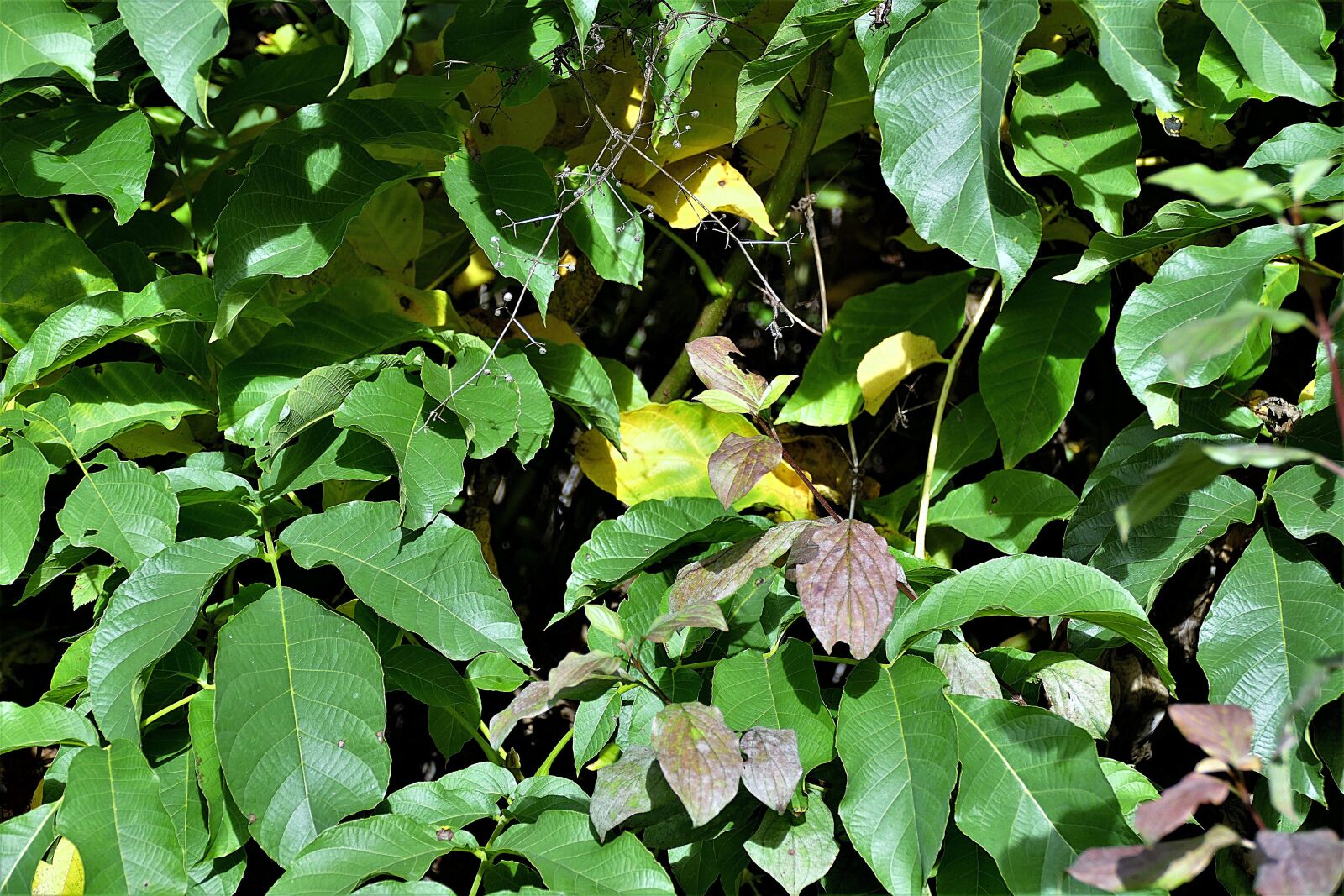 Panasonic Lumix DMC-FZ1000 sample photo. Leaves, autumn, discolored photography