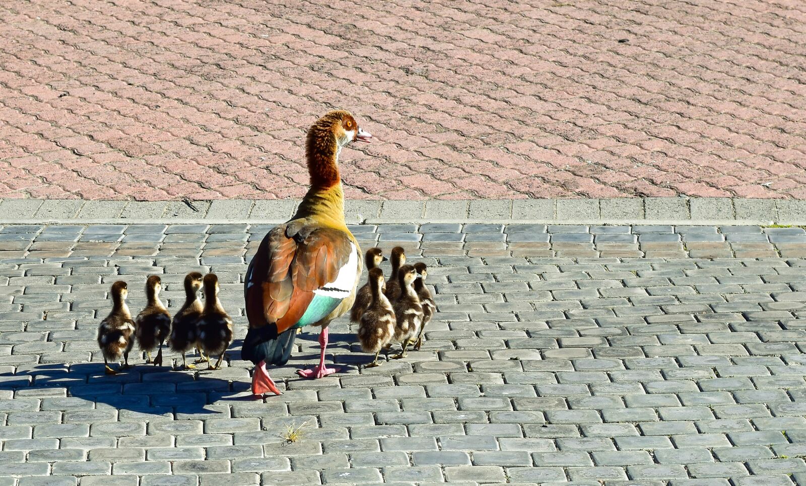 Nikon D5500 sample photo. Egyptian goose, alopochen aegyptiaca photography