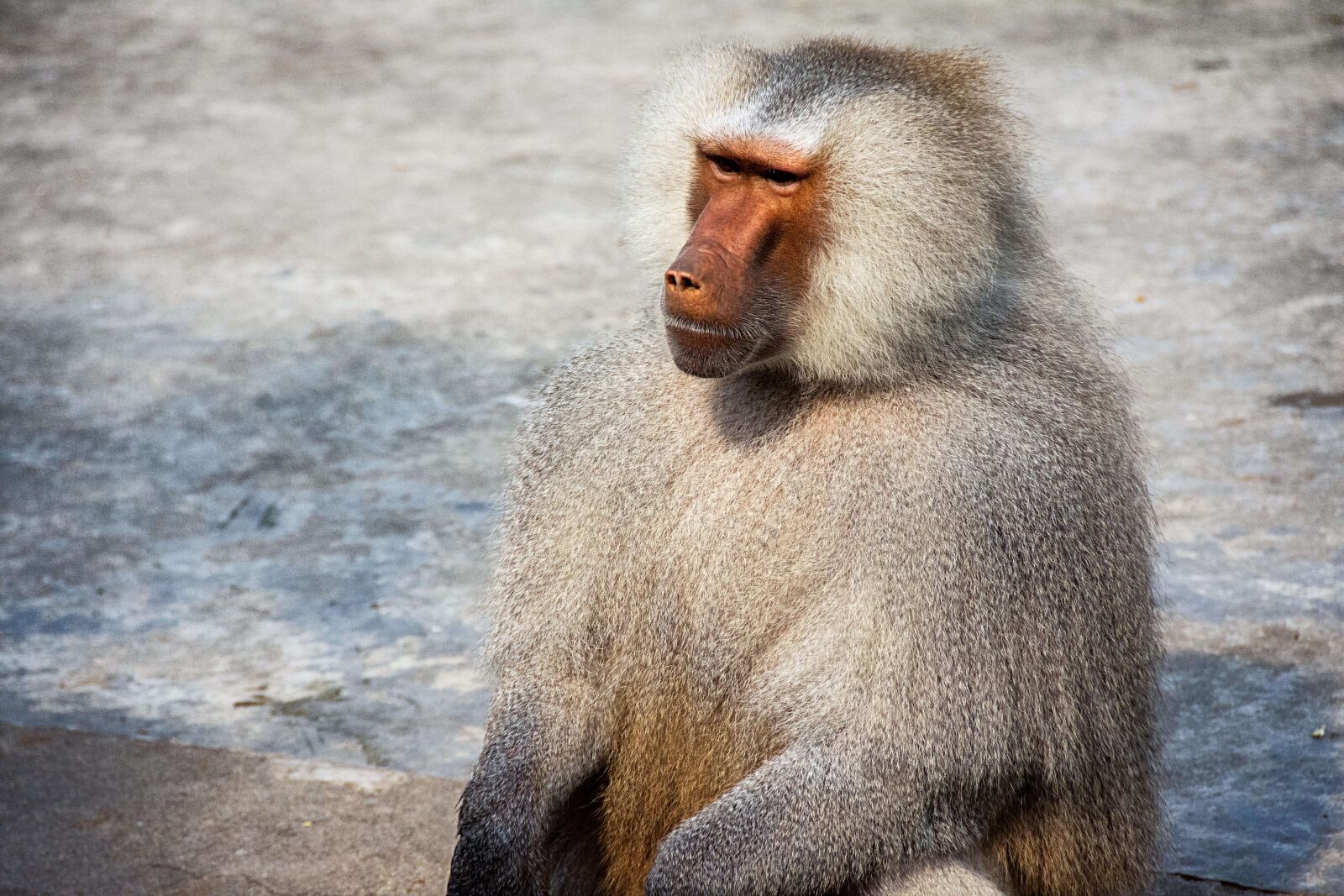 Nikon D7200 sample photo. Animals, farm, farmer photography