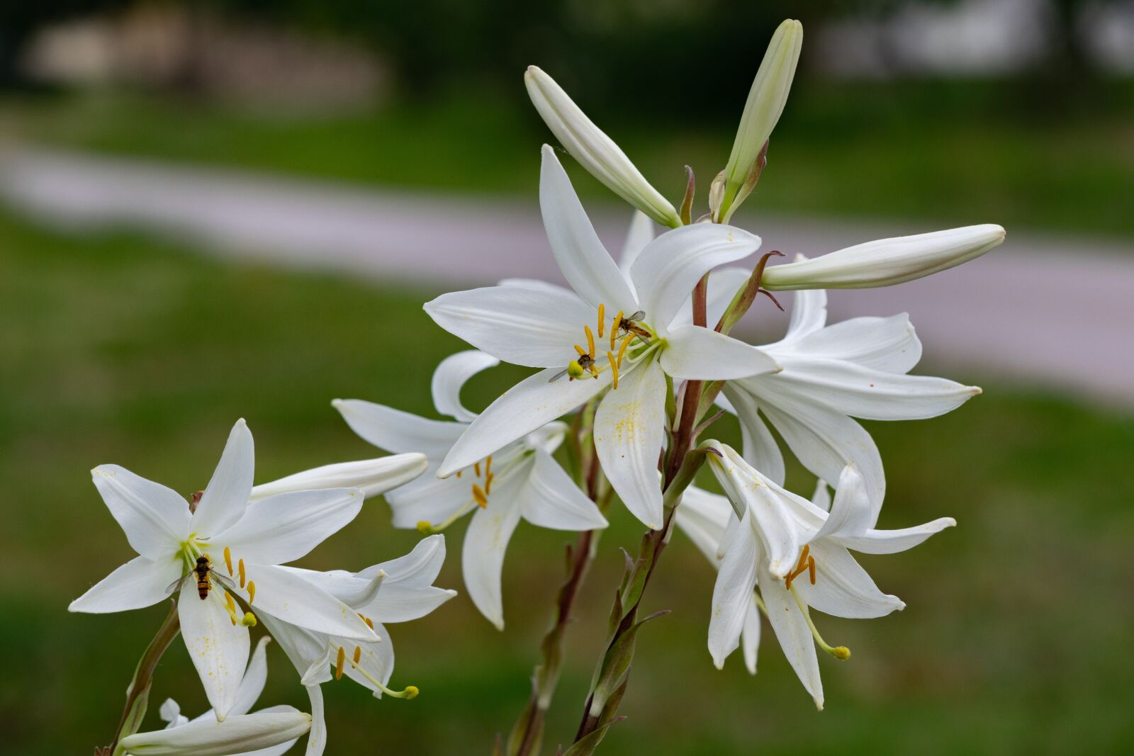 Nikon D3300 sample photo. Lily, flower, nature photography