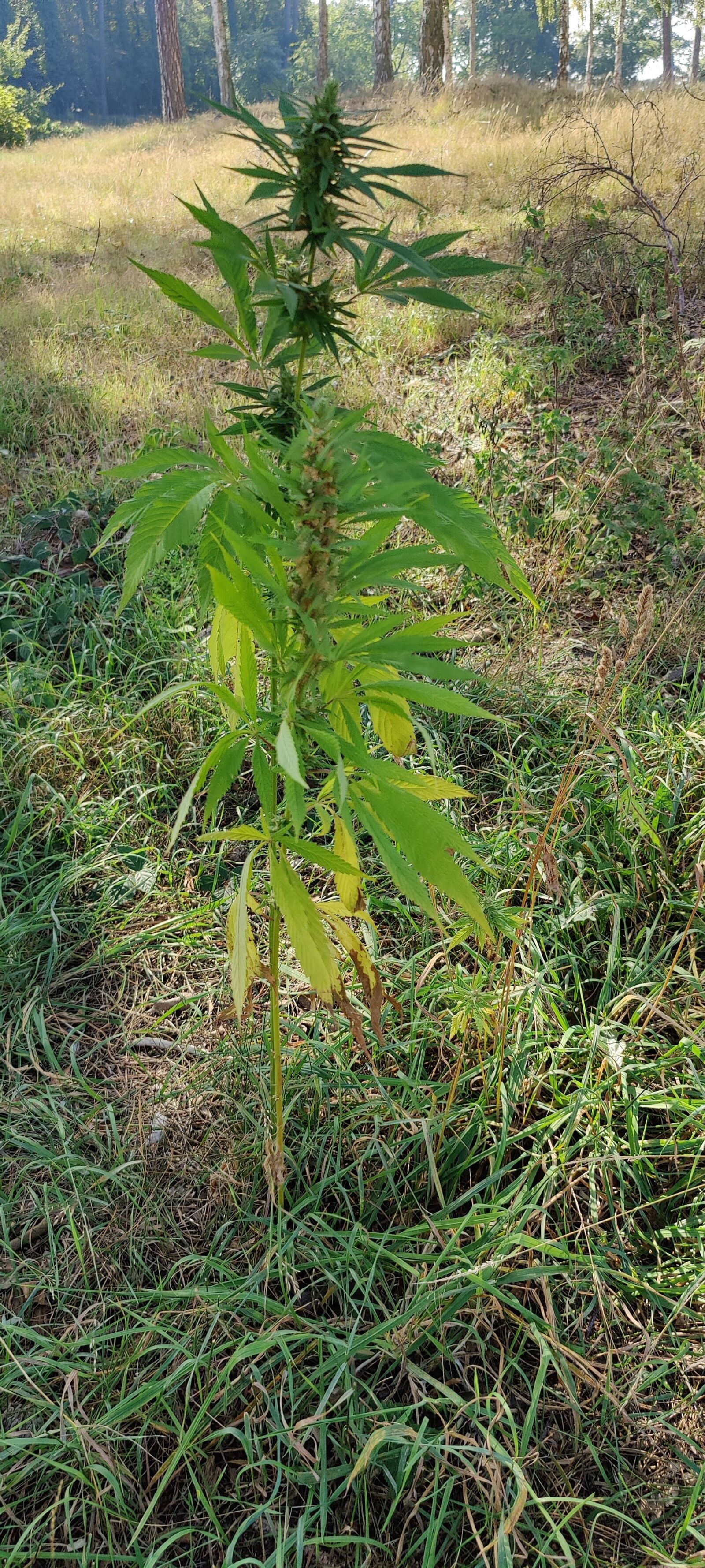 OnePlus IN2023 sample photo. Plant, hemp, cannabis photography