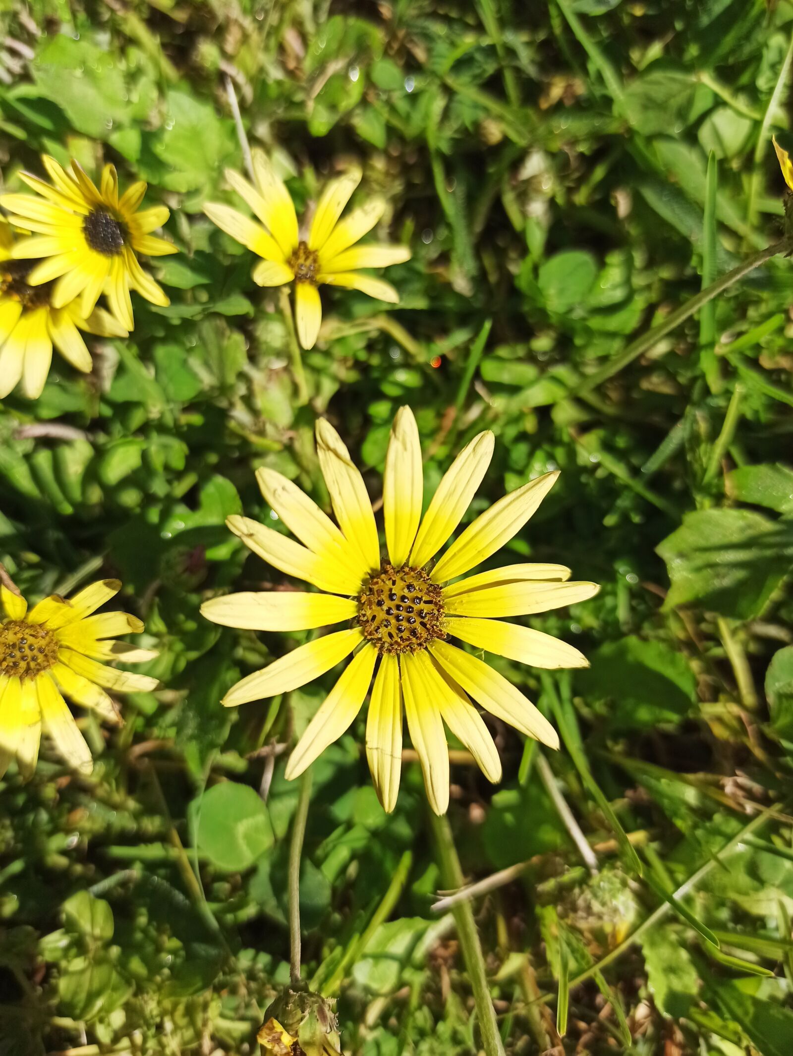 Xiaomi Redmi Note 8 Pro sample photo. Flor, naturaleza, primavera photography