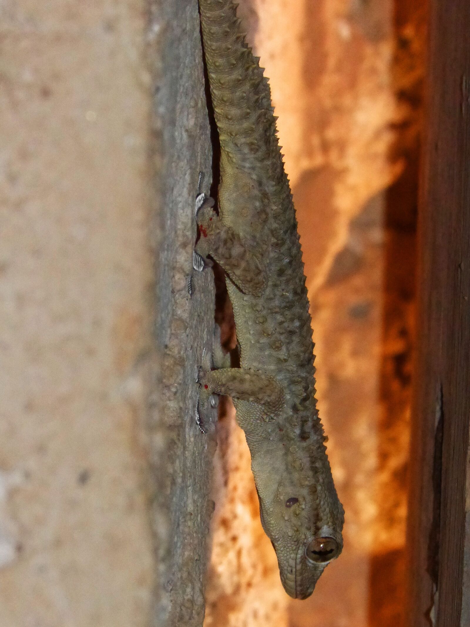 Panasonic DMC-FZ62 sample photo. Gecko, dragon, lizard photography
