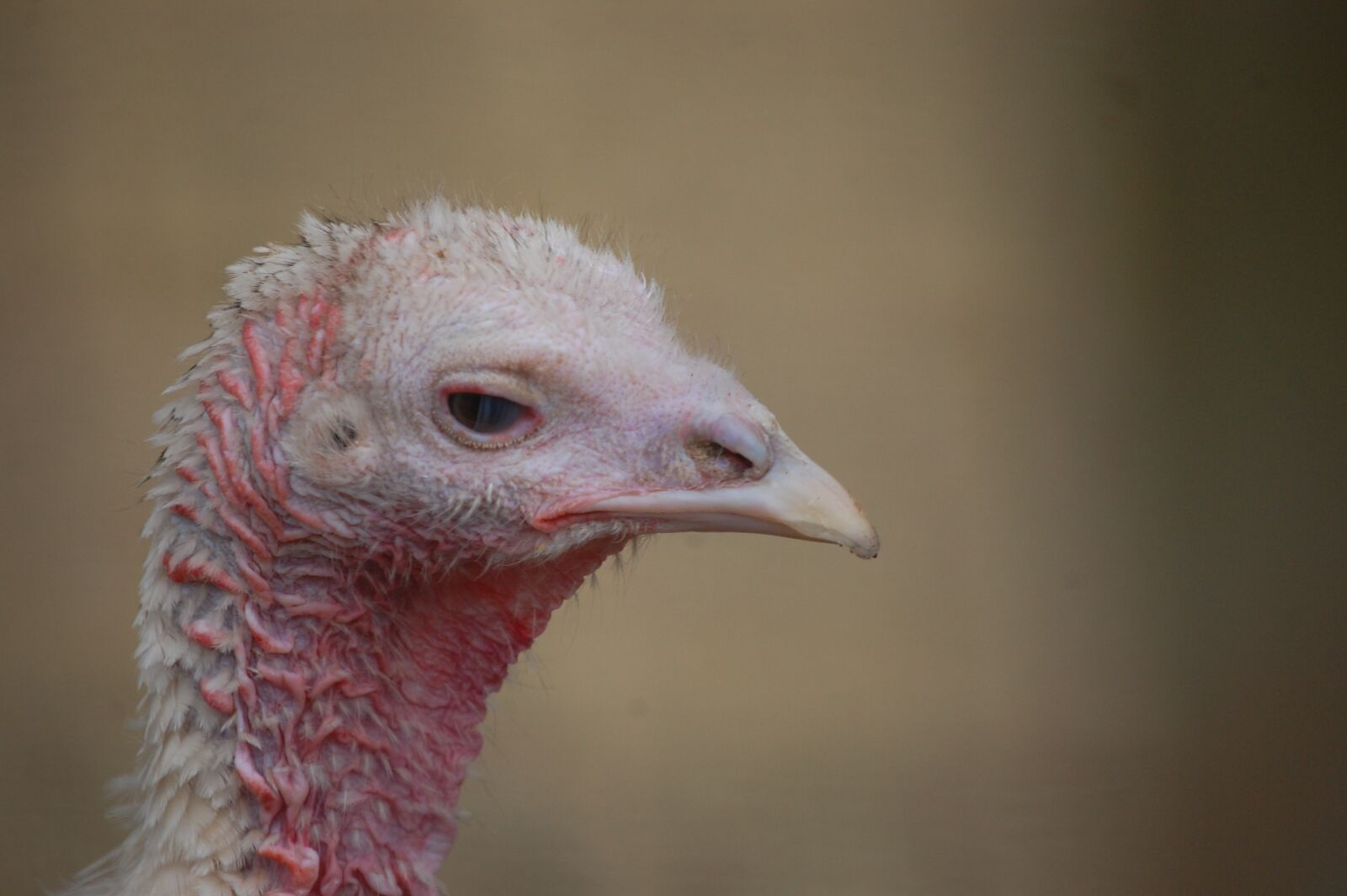 Nikon D40 sample photo. Turkey, bird, thanksgiving photography
