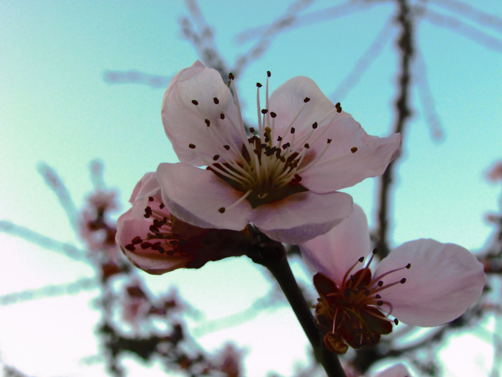 Canon PowerShot SX400 IS sample photo. Flowers, sky, spring photography