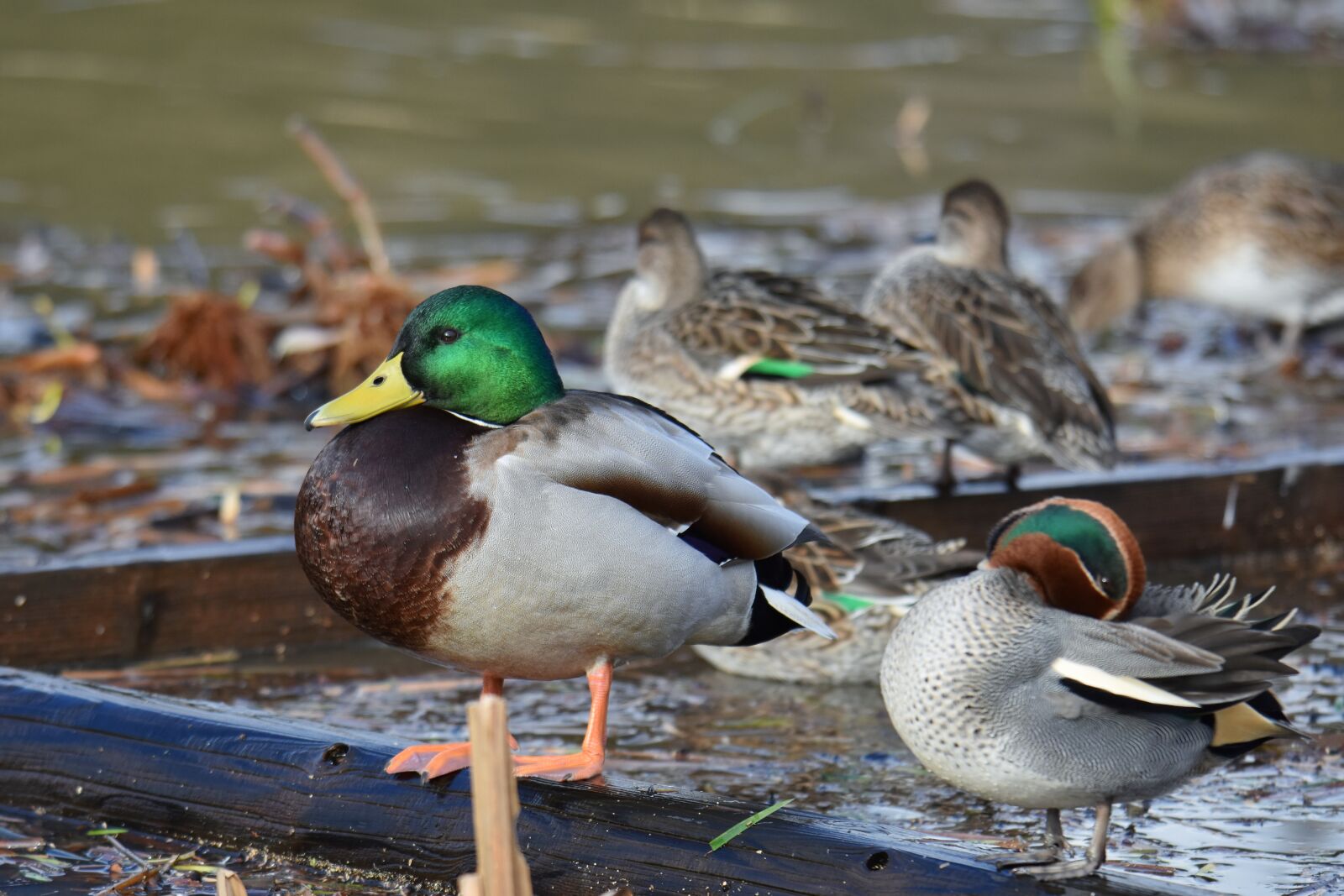 Nikon D7200 sample photo. Animal, lake, waterside photography