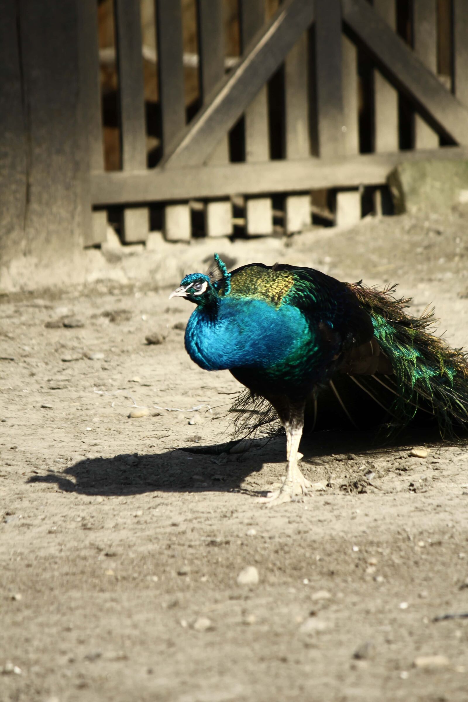 Canon EF-S 55-250mm F4-5.6 IS sample photo. Peacock, tail, backyard, barn photography