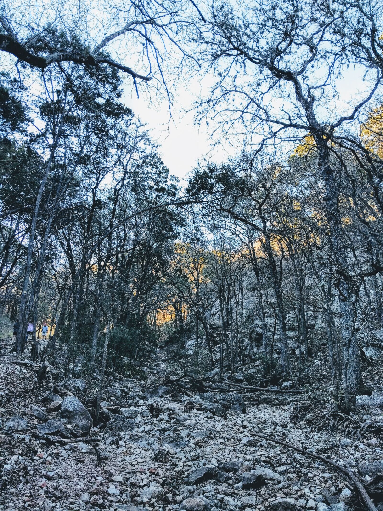 Google Nexus 6P sample photo. Woods, forest, sunset photography