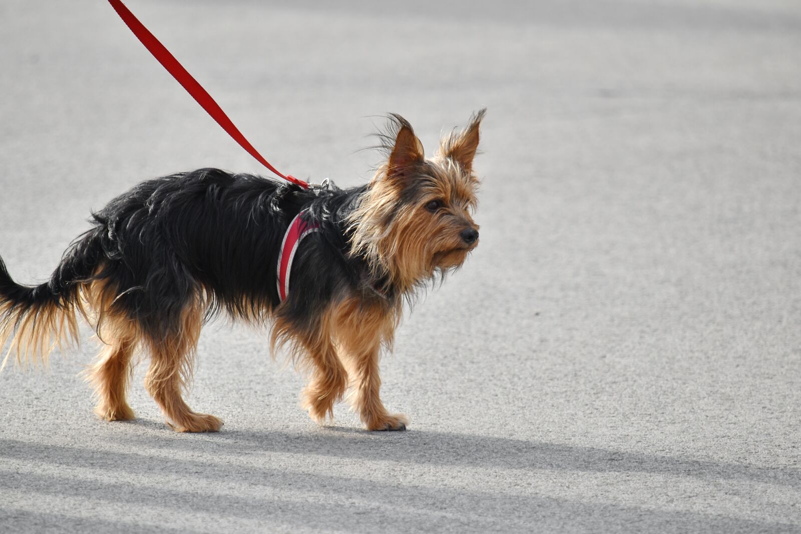 Nikon D5500 sample photo. Adorable, dog, furry, pavement photography