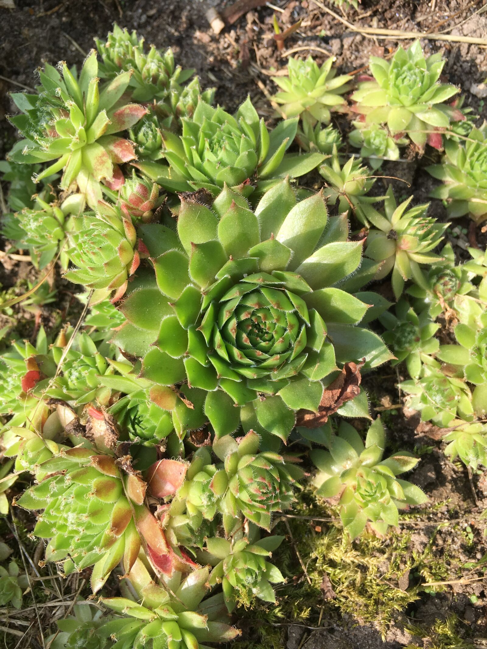 iPhone SE back camera 4.15mm f/2.2 sample photo. Flowers, green, nature photography