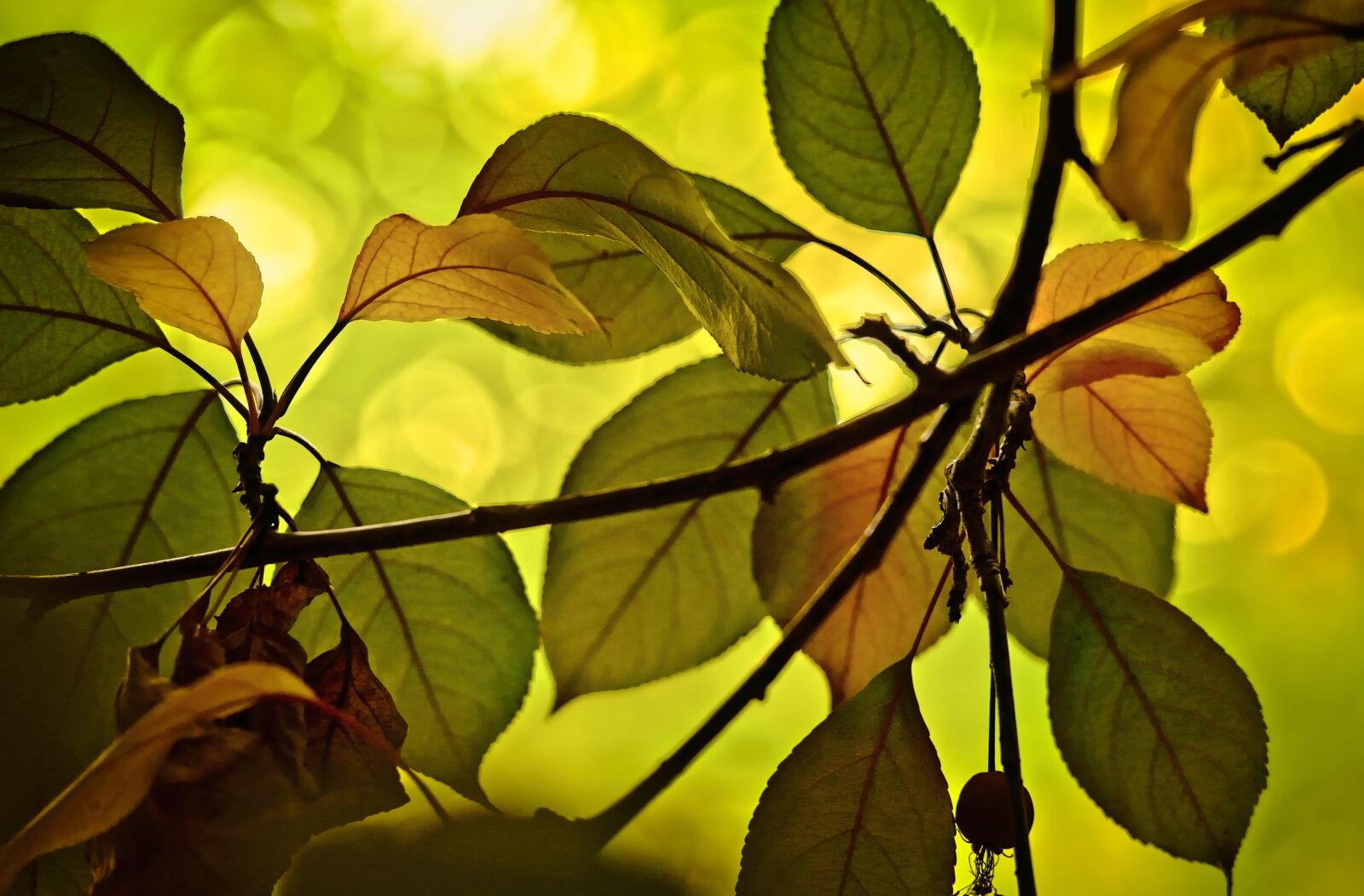 Sony a7 III sample photo. Leaves, crabapple, autumn photography